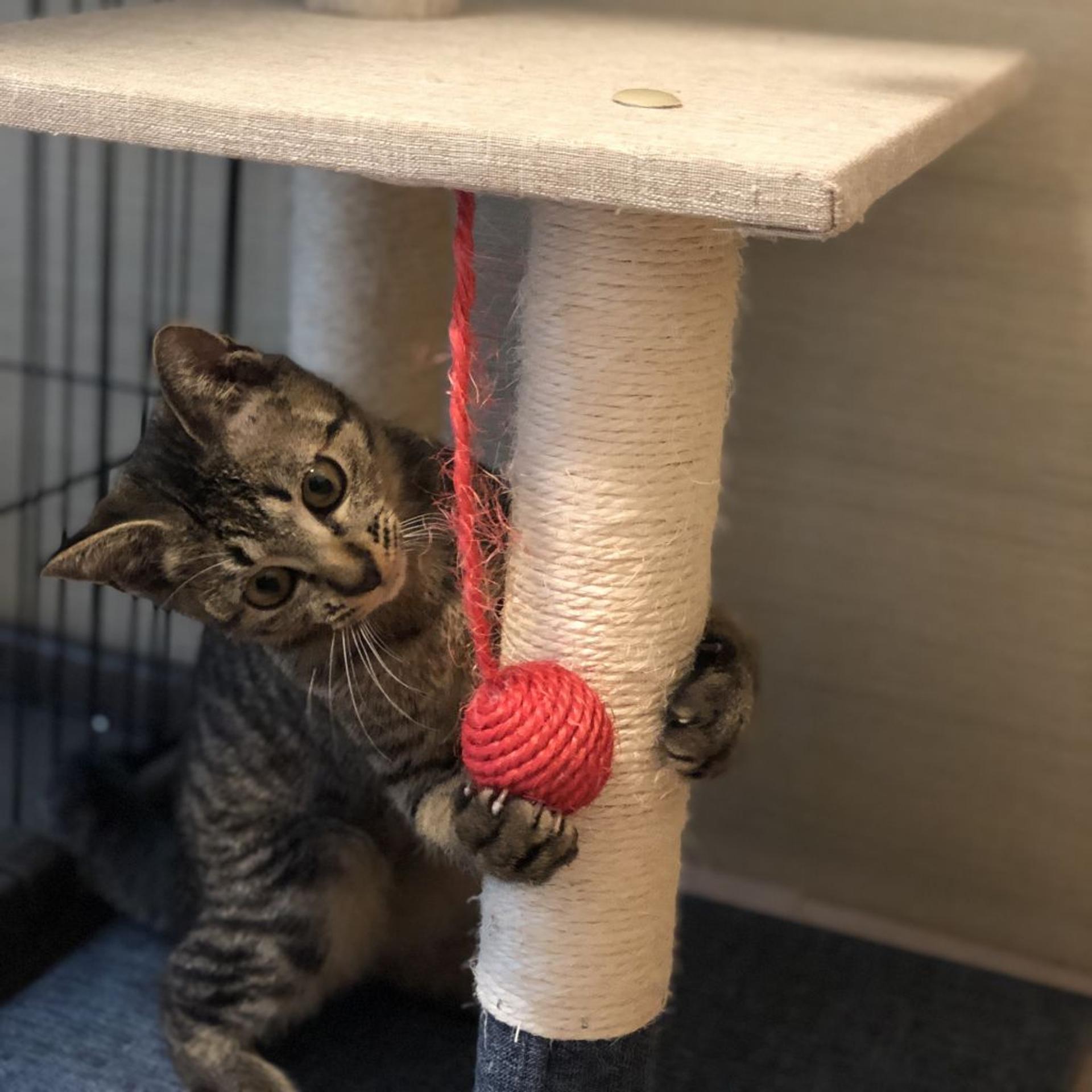 pet-image-7