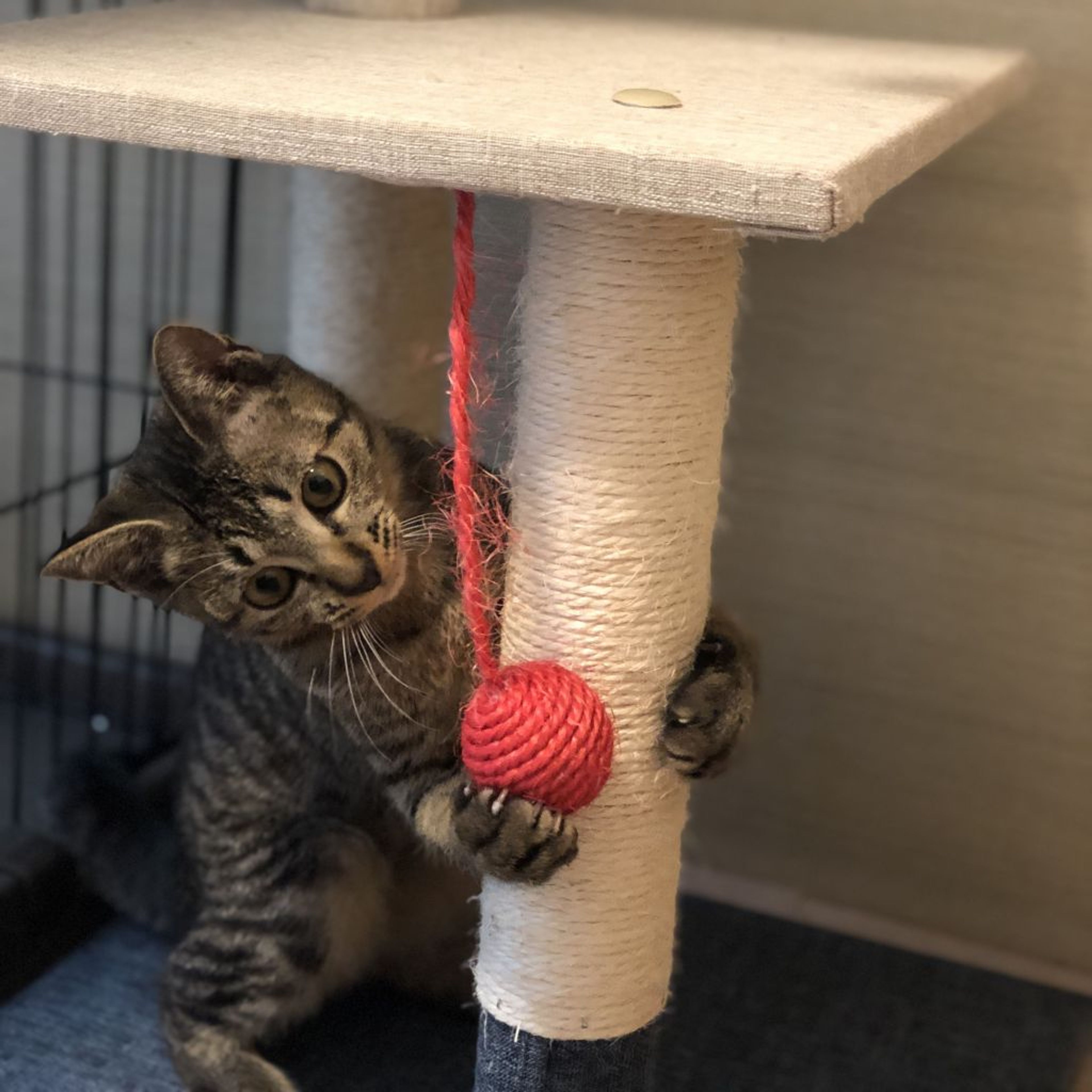 pet-image-7