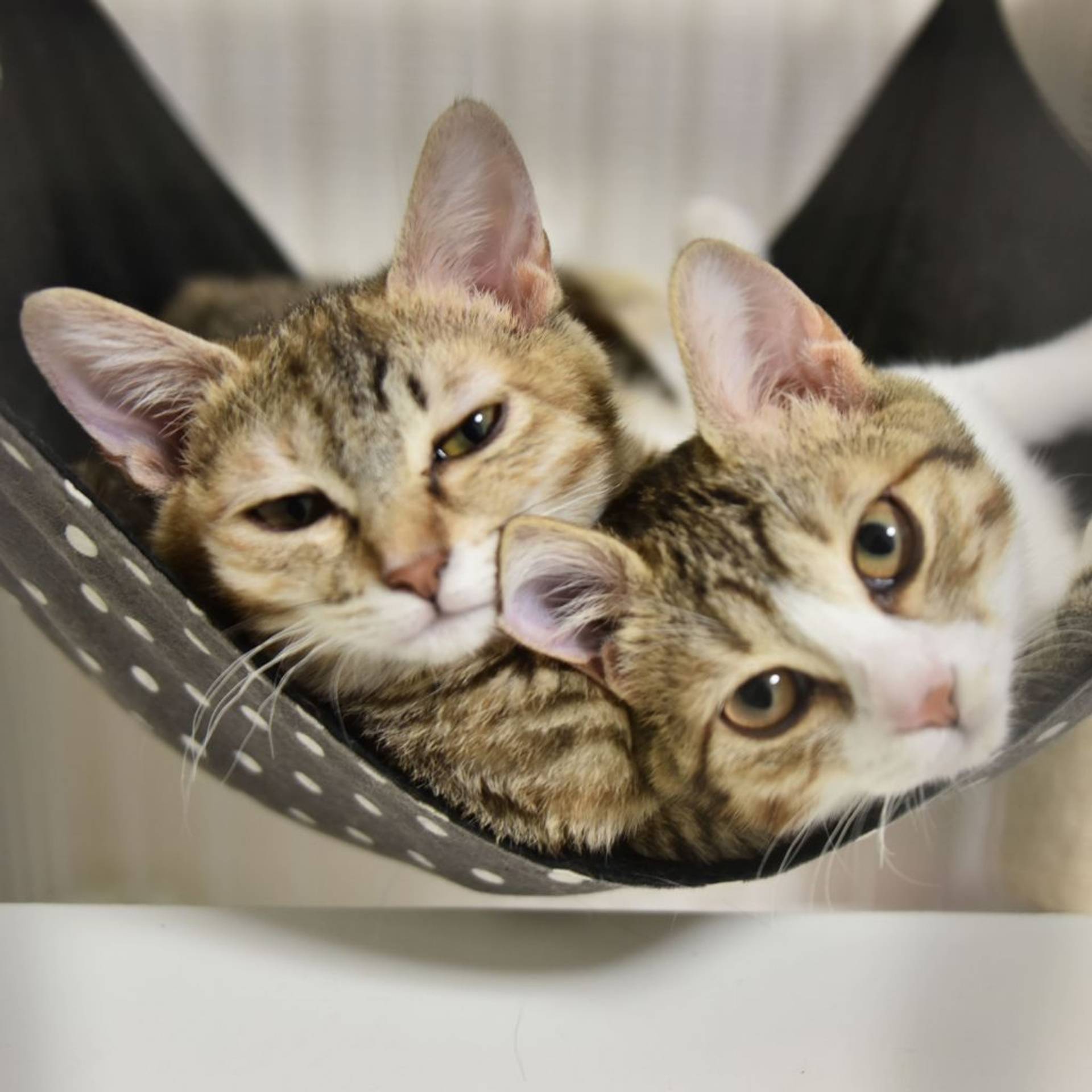 雑種（ミックス猫）・メスの里親募集の写真