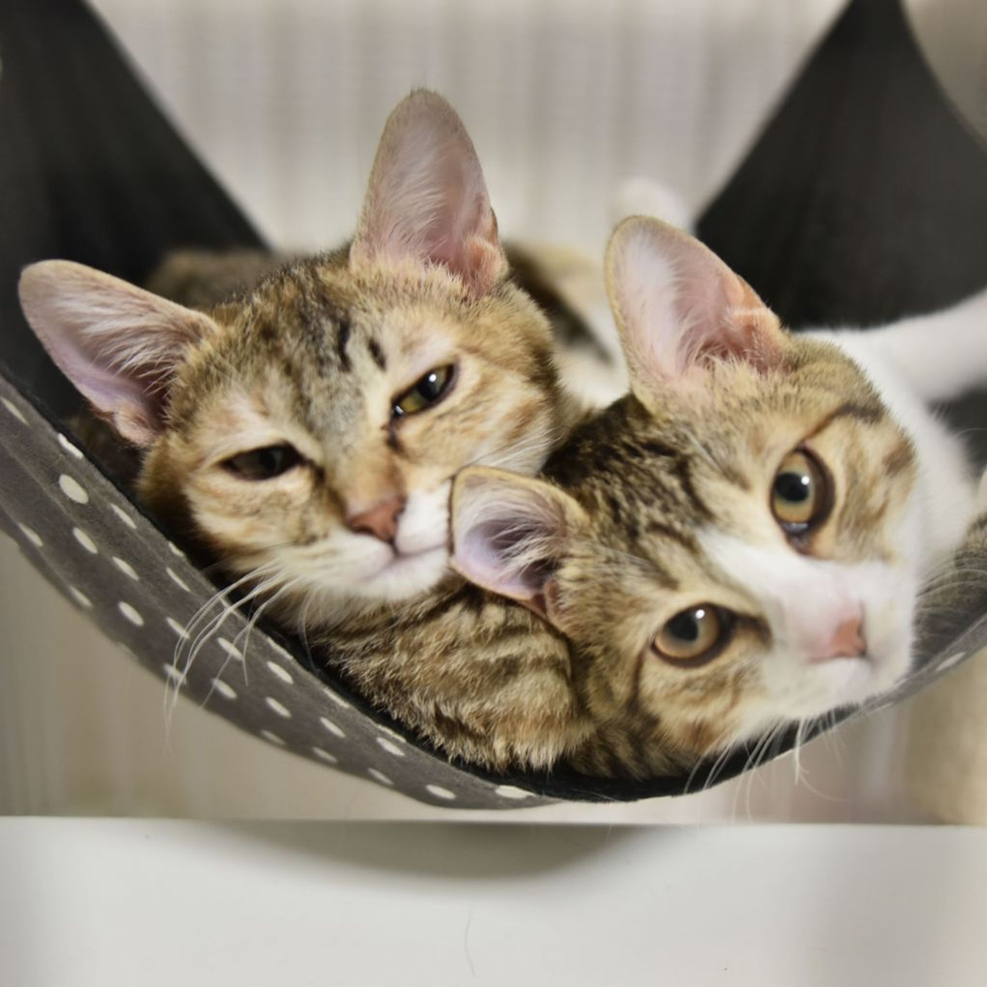 雑種（ミックス猫）・メスの里親募集の写真