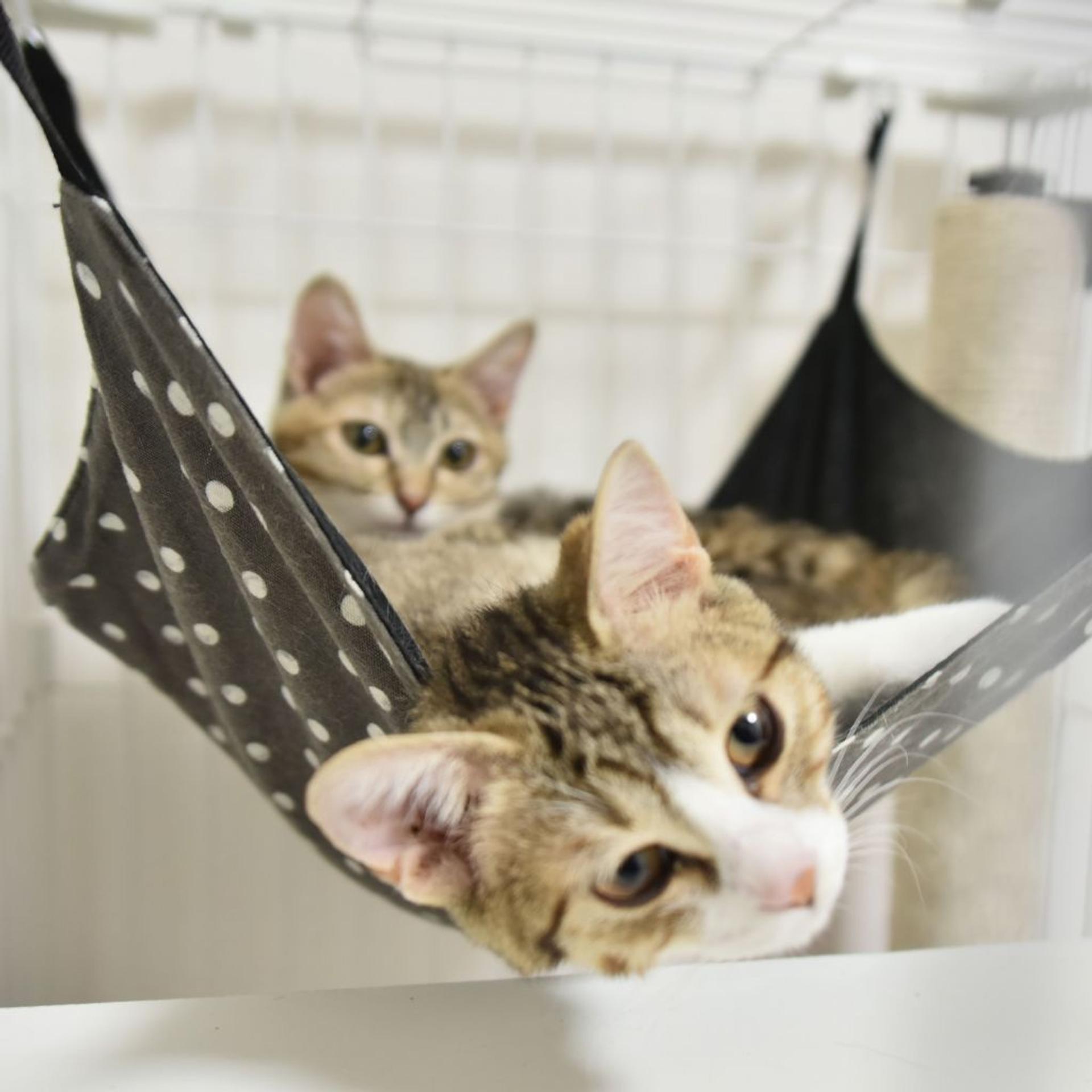 pet-image-5