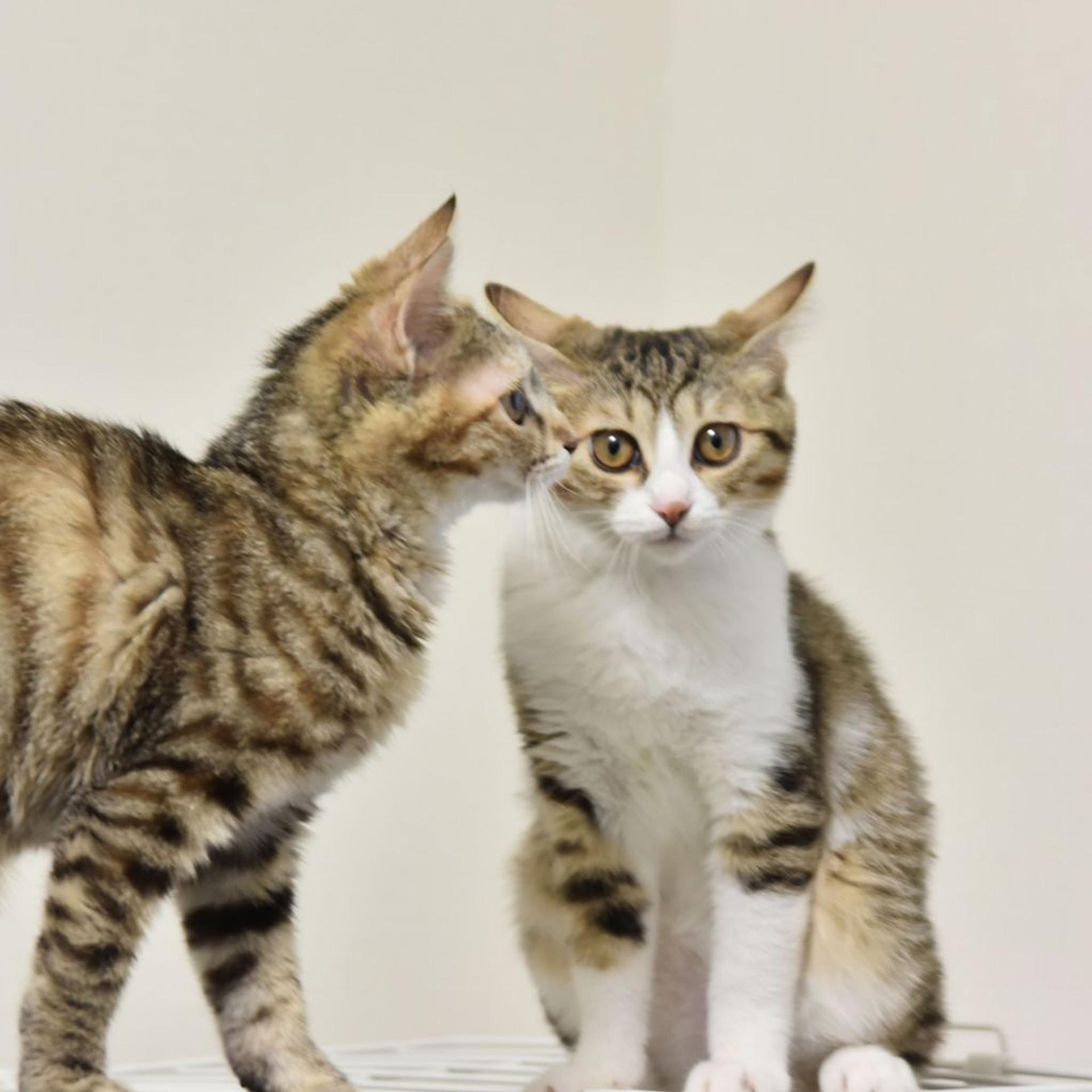 pet-image-6