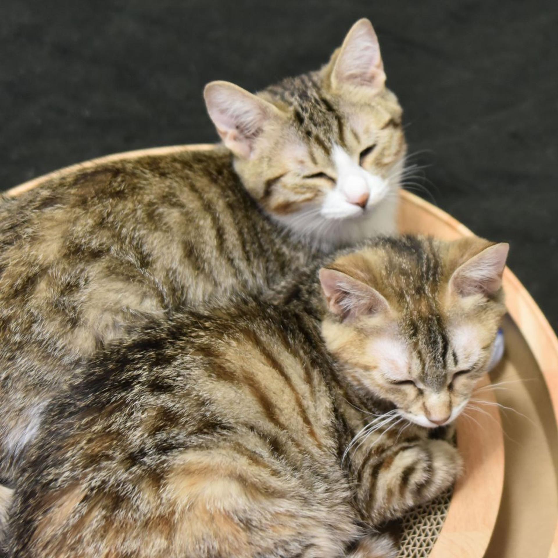 pet-image-7