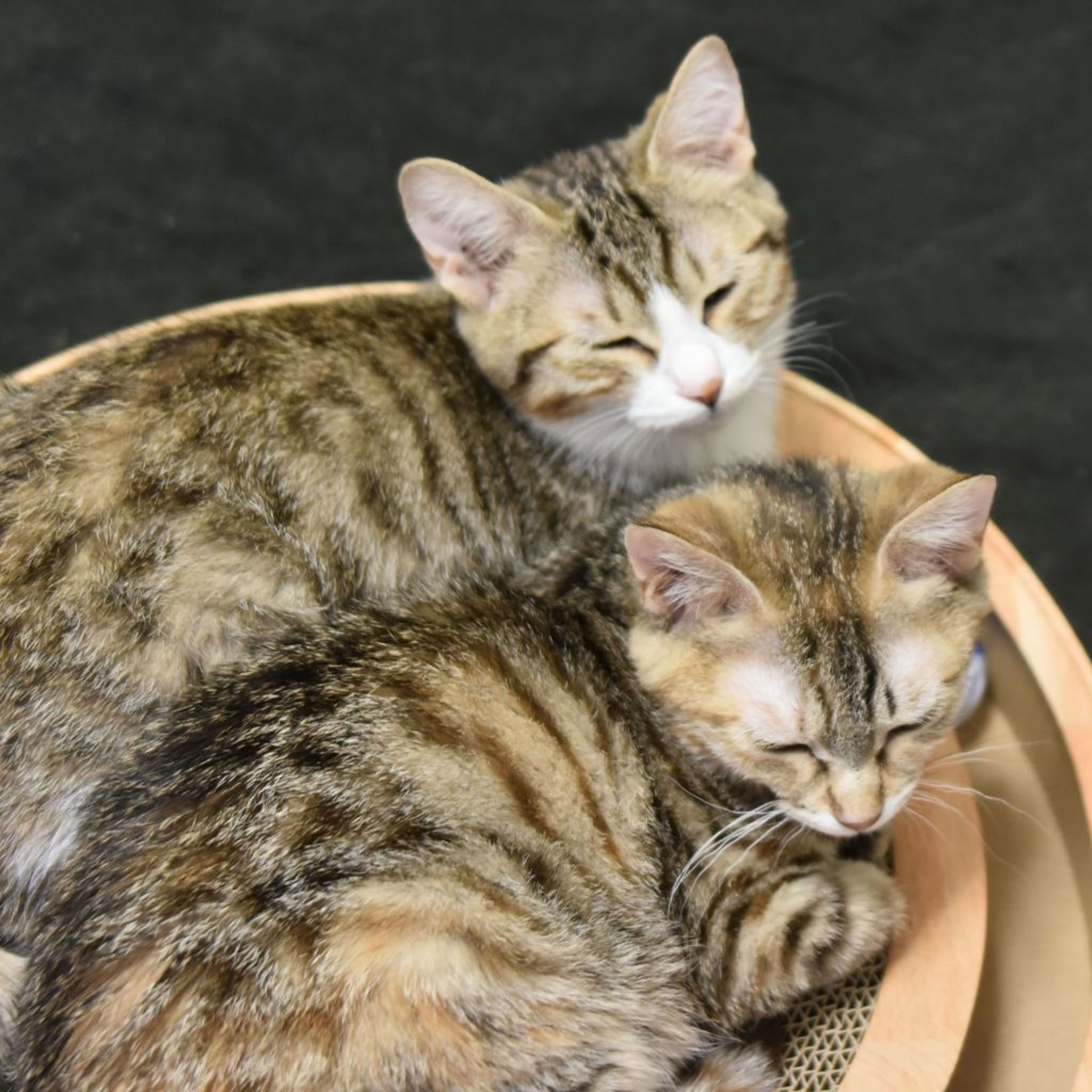 pet-image-7