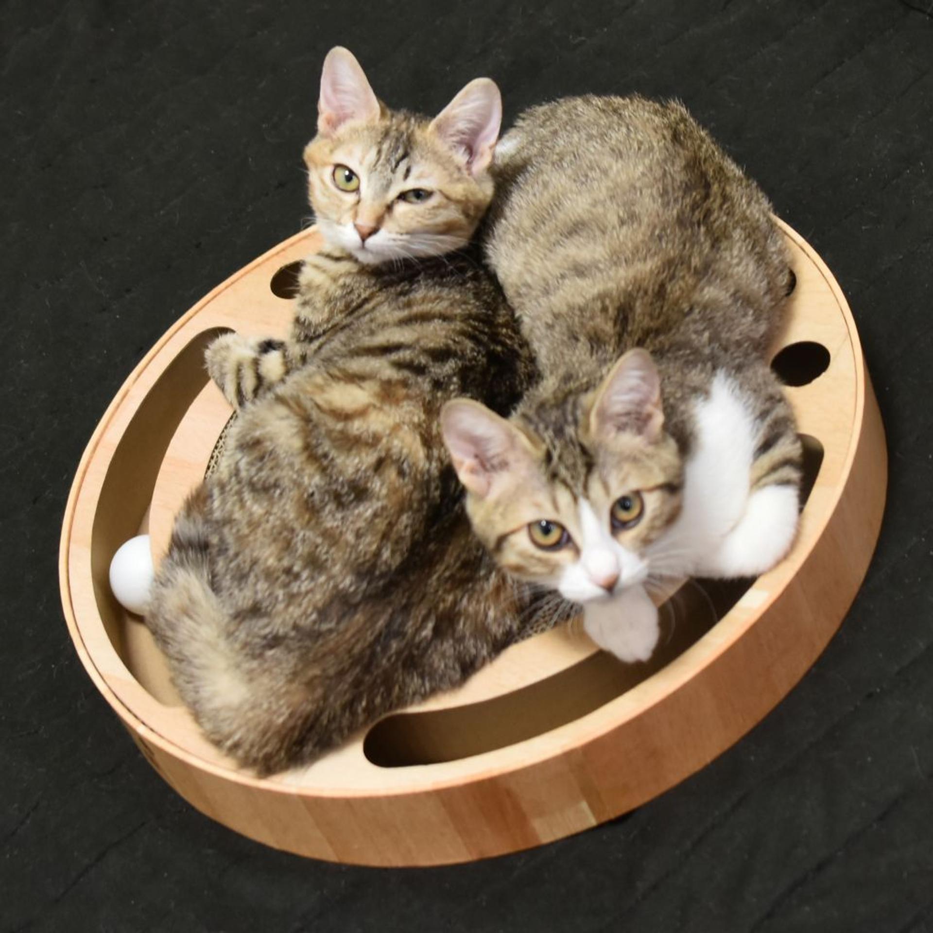 pet-image-8