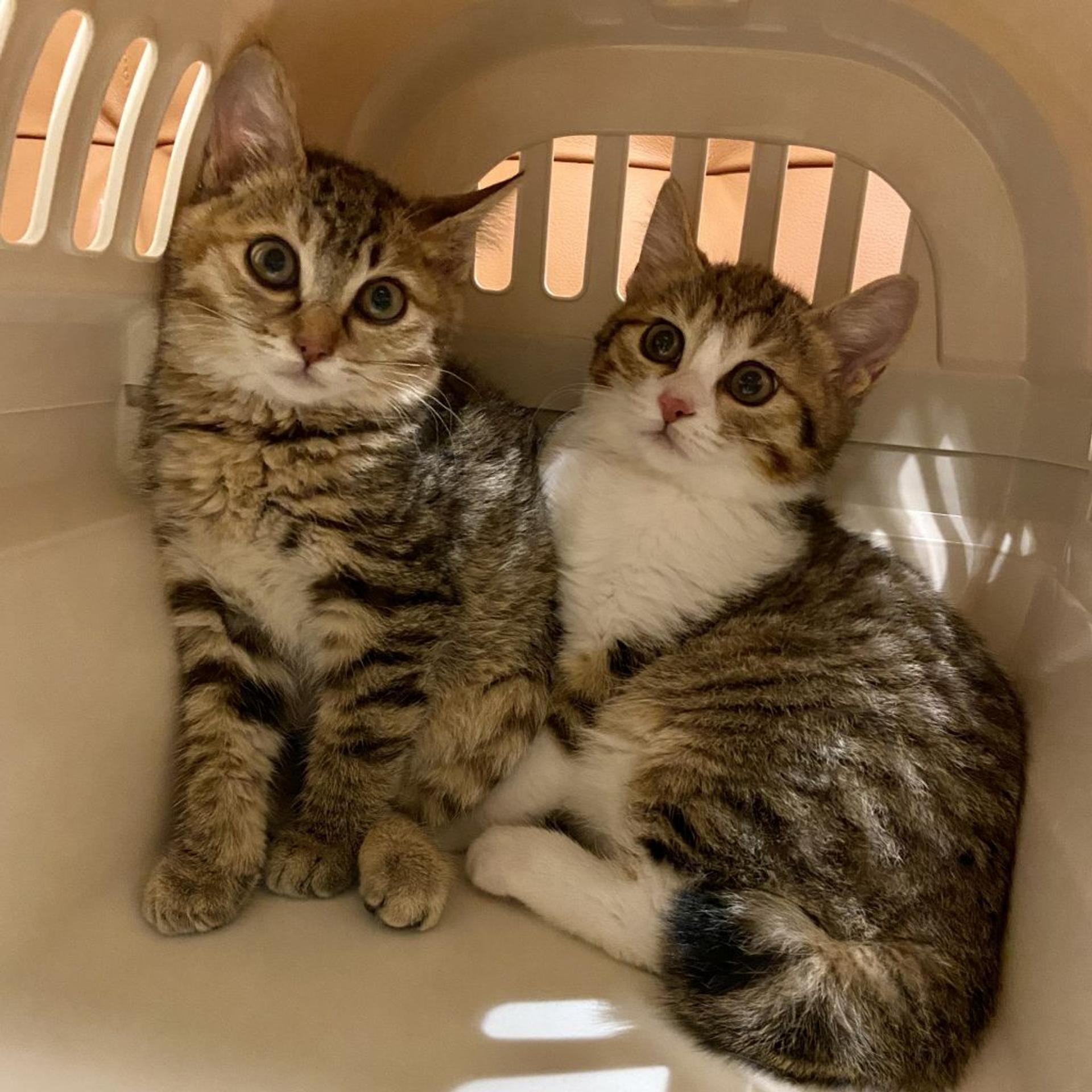 pet-image-9