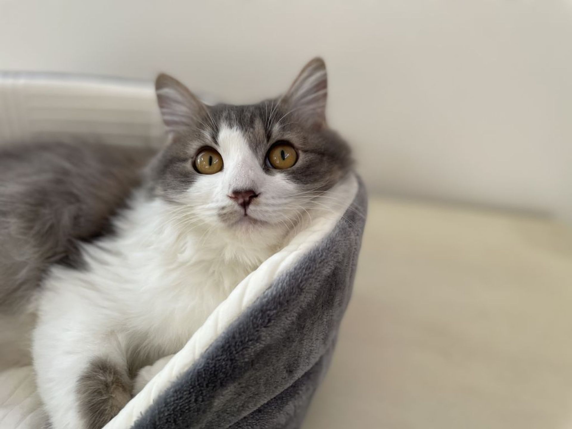 雑種（ミックス猫）・オスの里親募集の写真