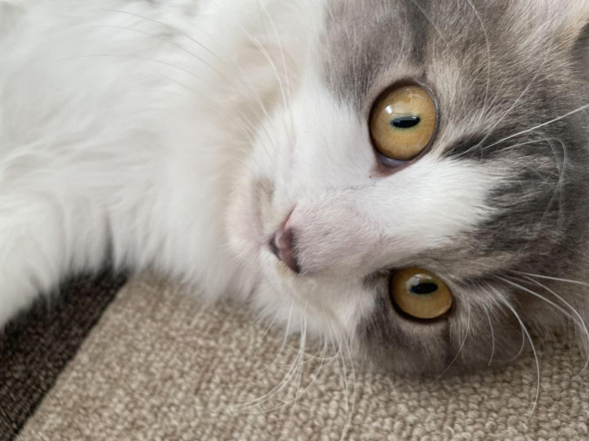 pet-image-4
