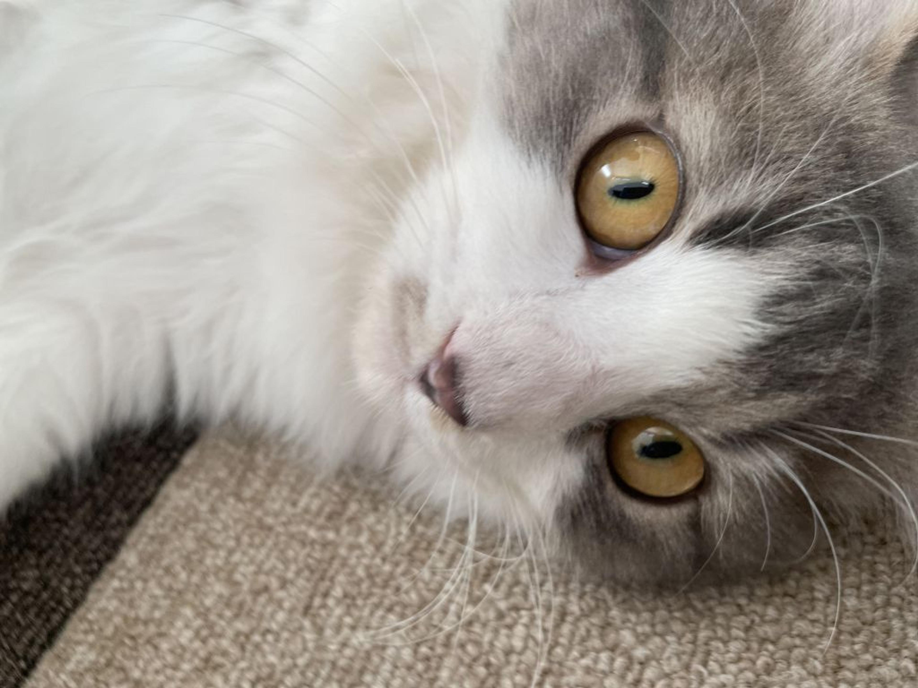 pet-image-4