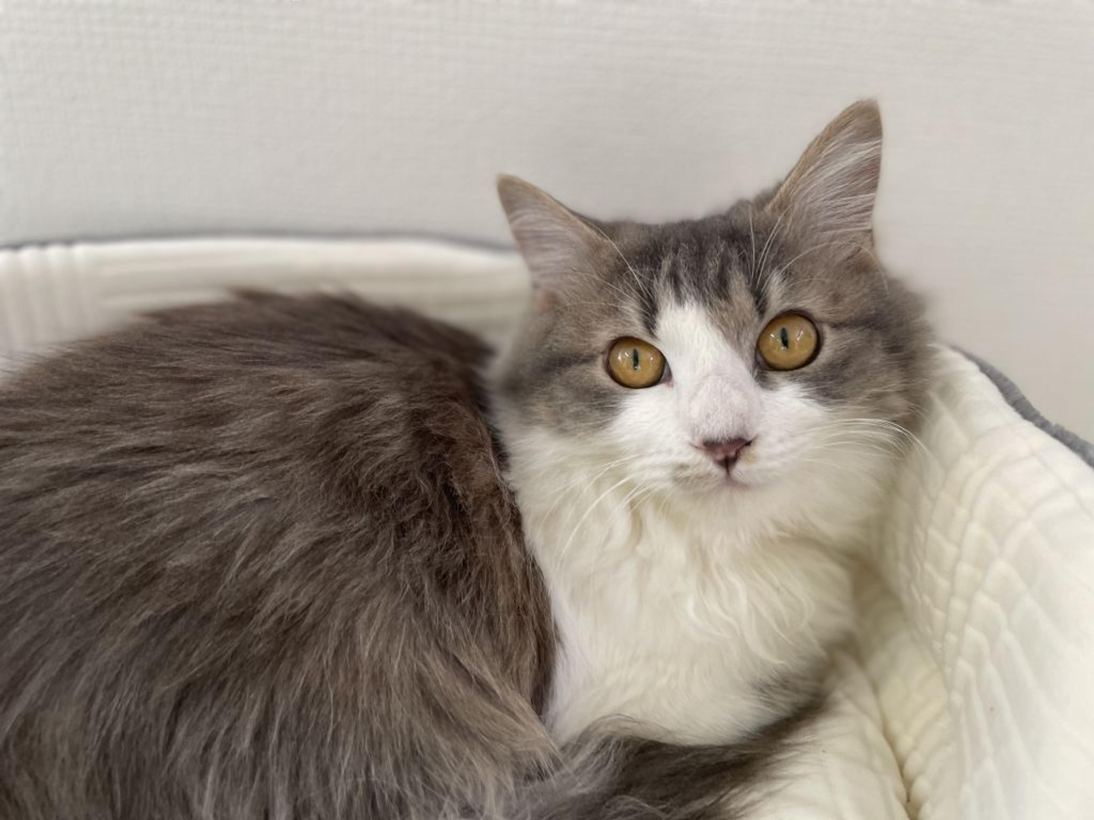 pet-image-6
