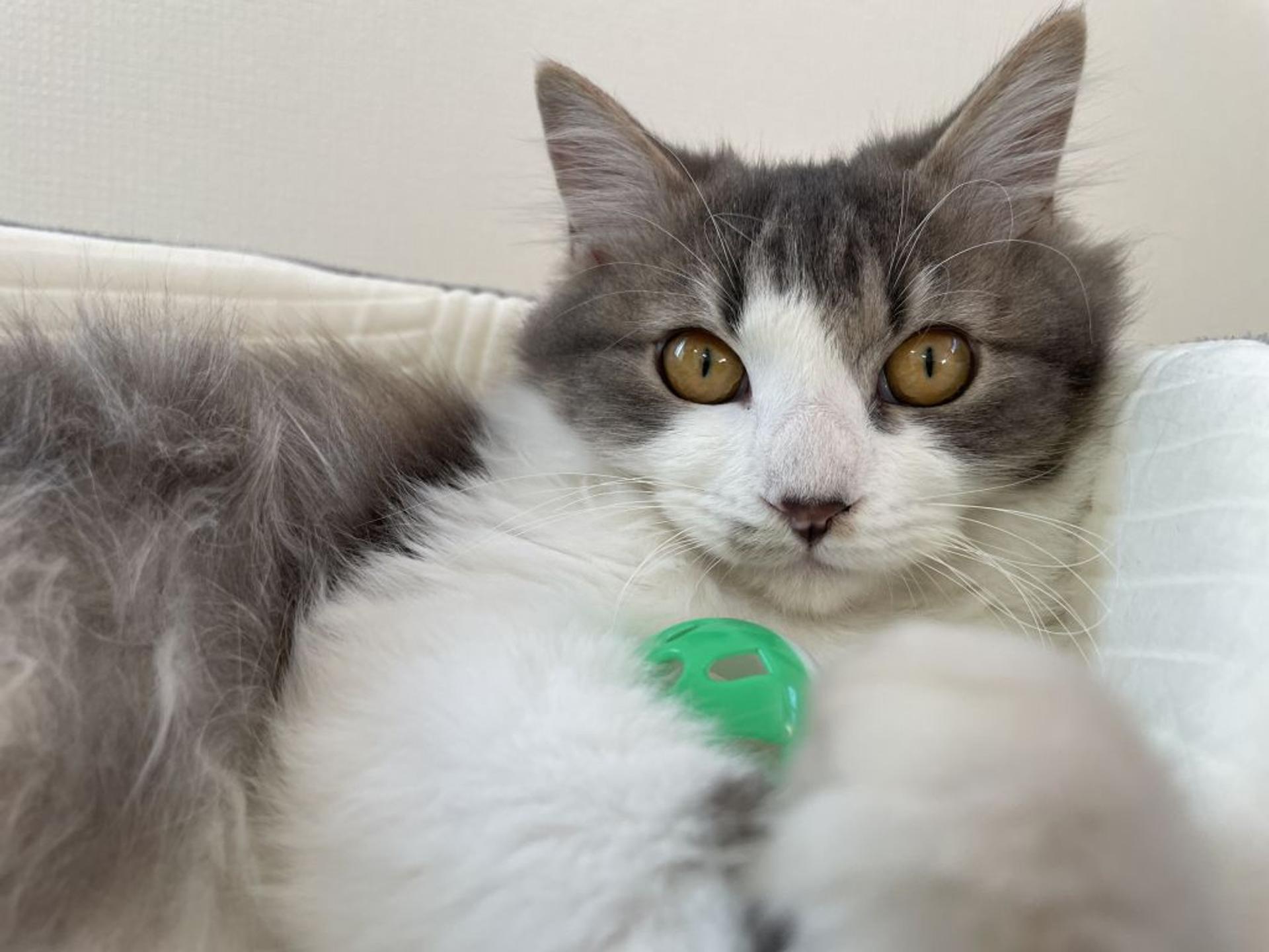 pet-image-7