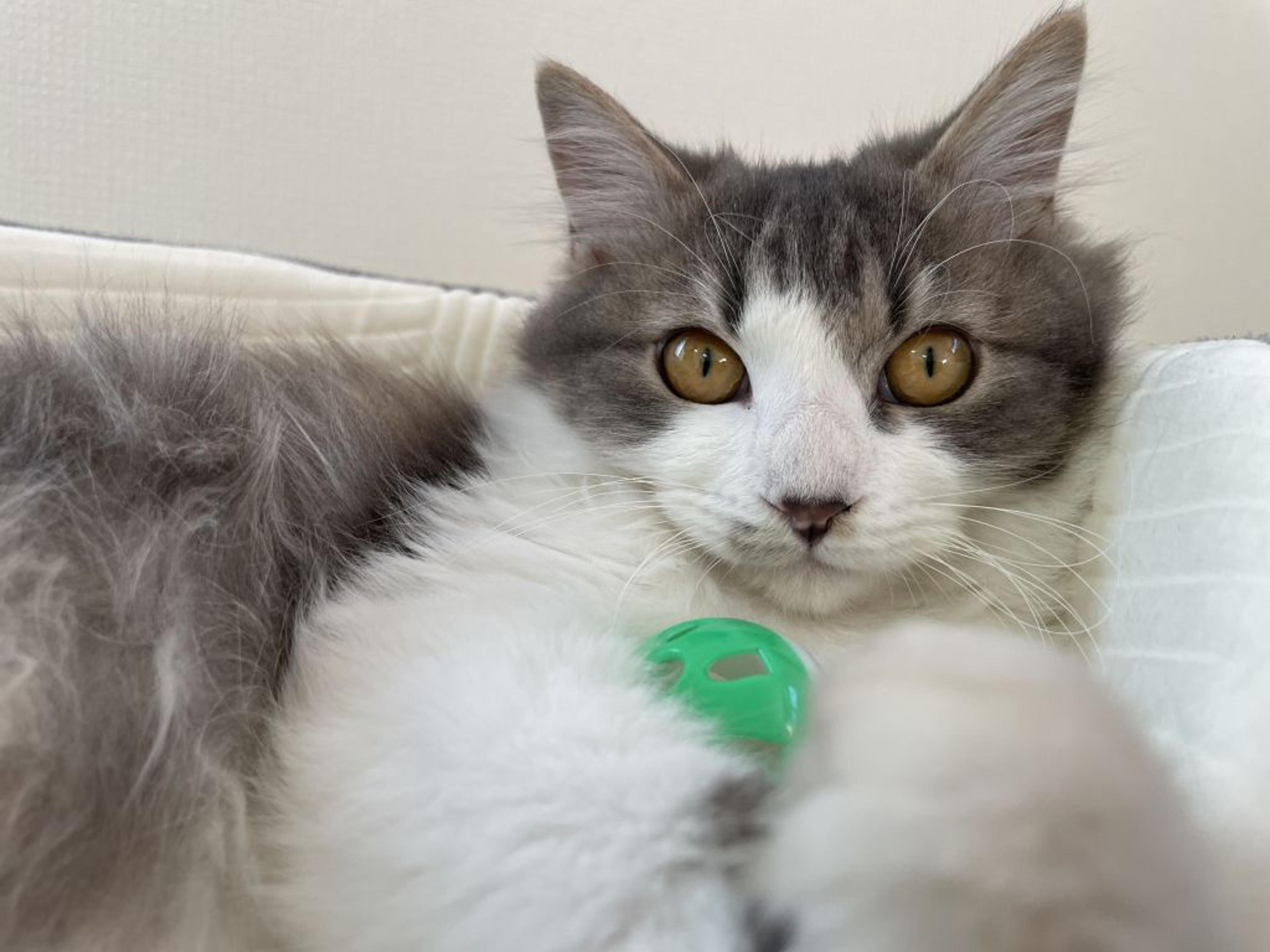 pet-image-7