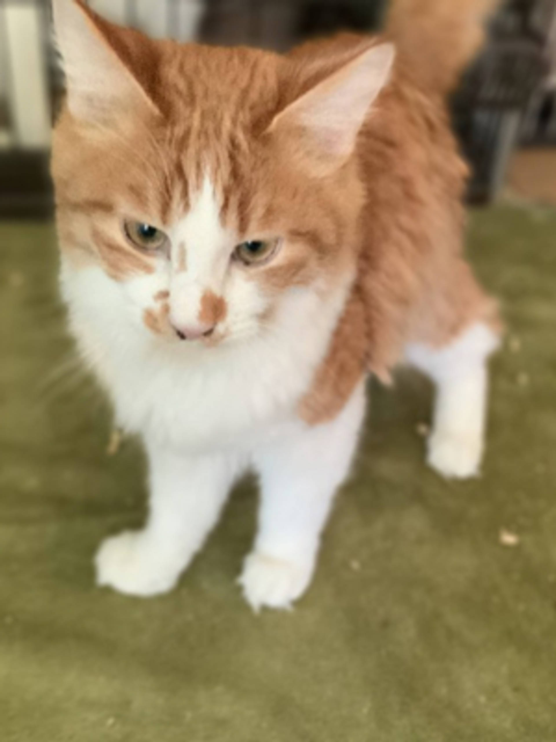 雑種（ミックス猫）・オスの里親募集の写真