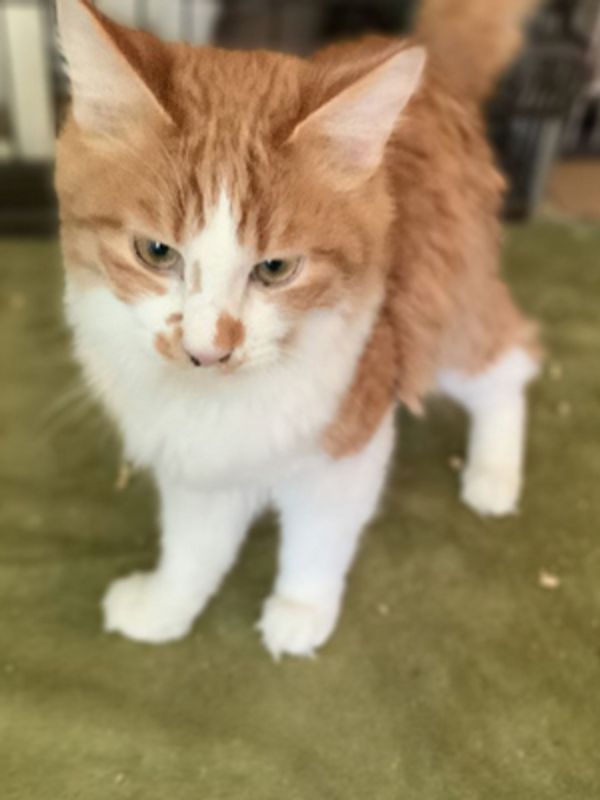 雑種（ミックス猫）・オスの里親募集の写真