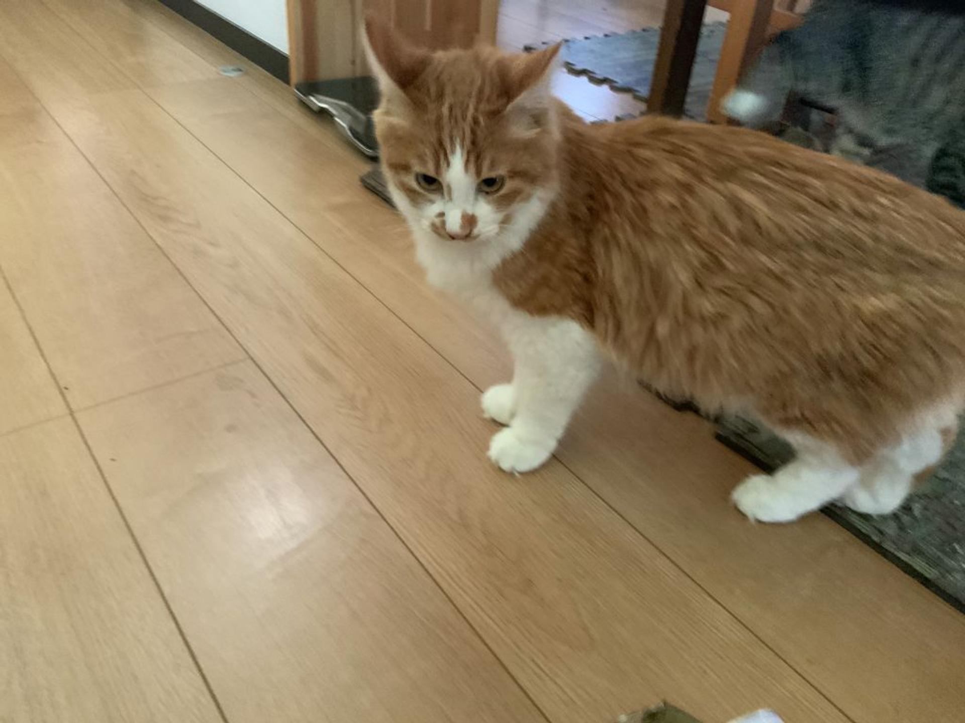pet-image-2