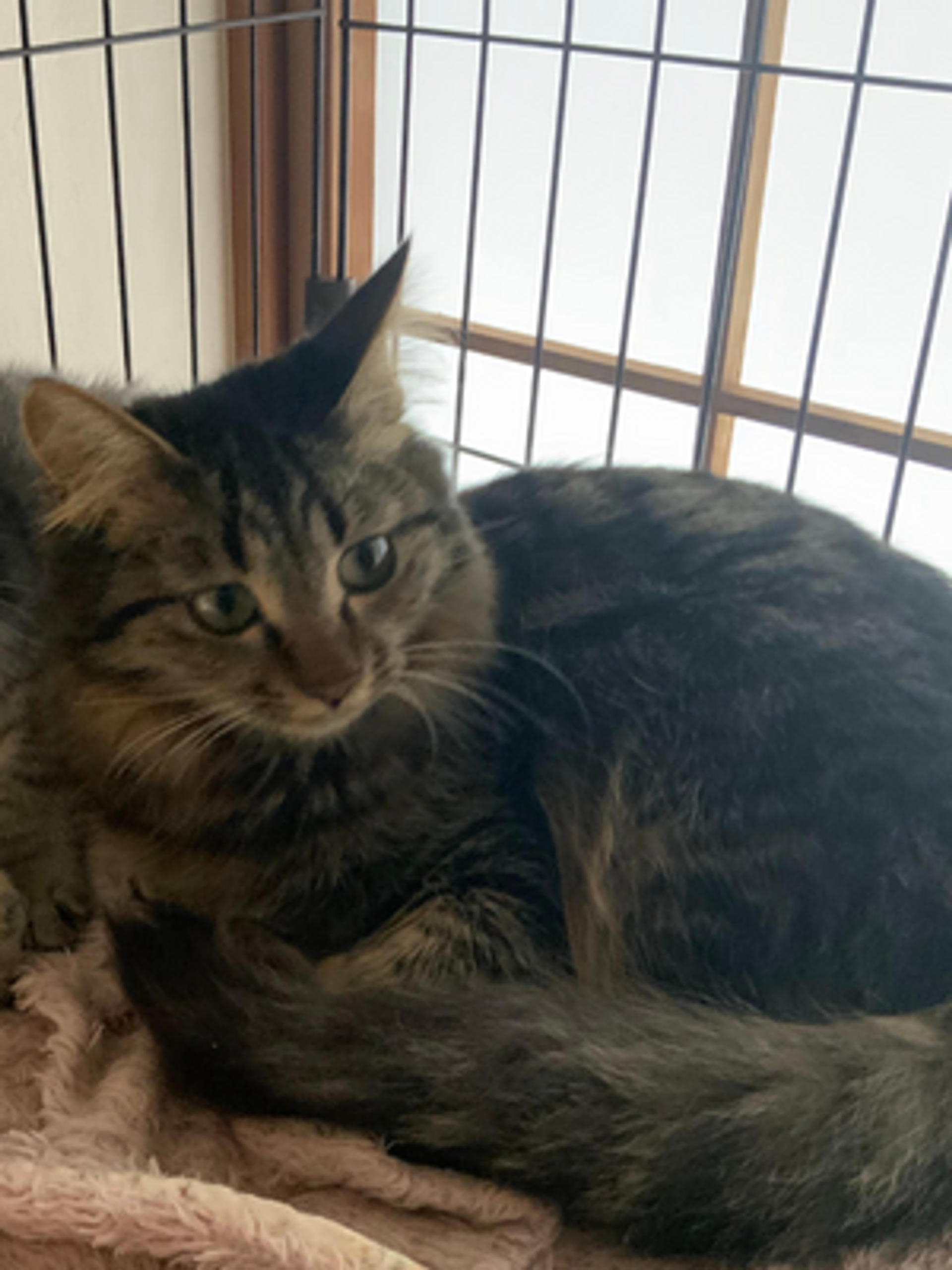 pet-image-2