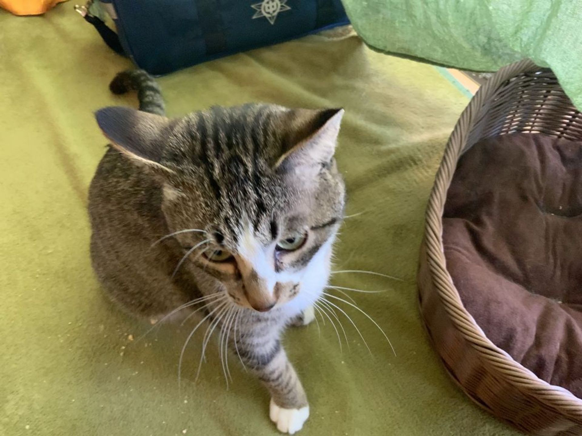 雑種（ミックス猫）・オスの里親募集の写真