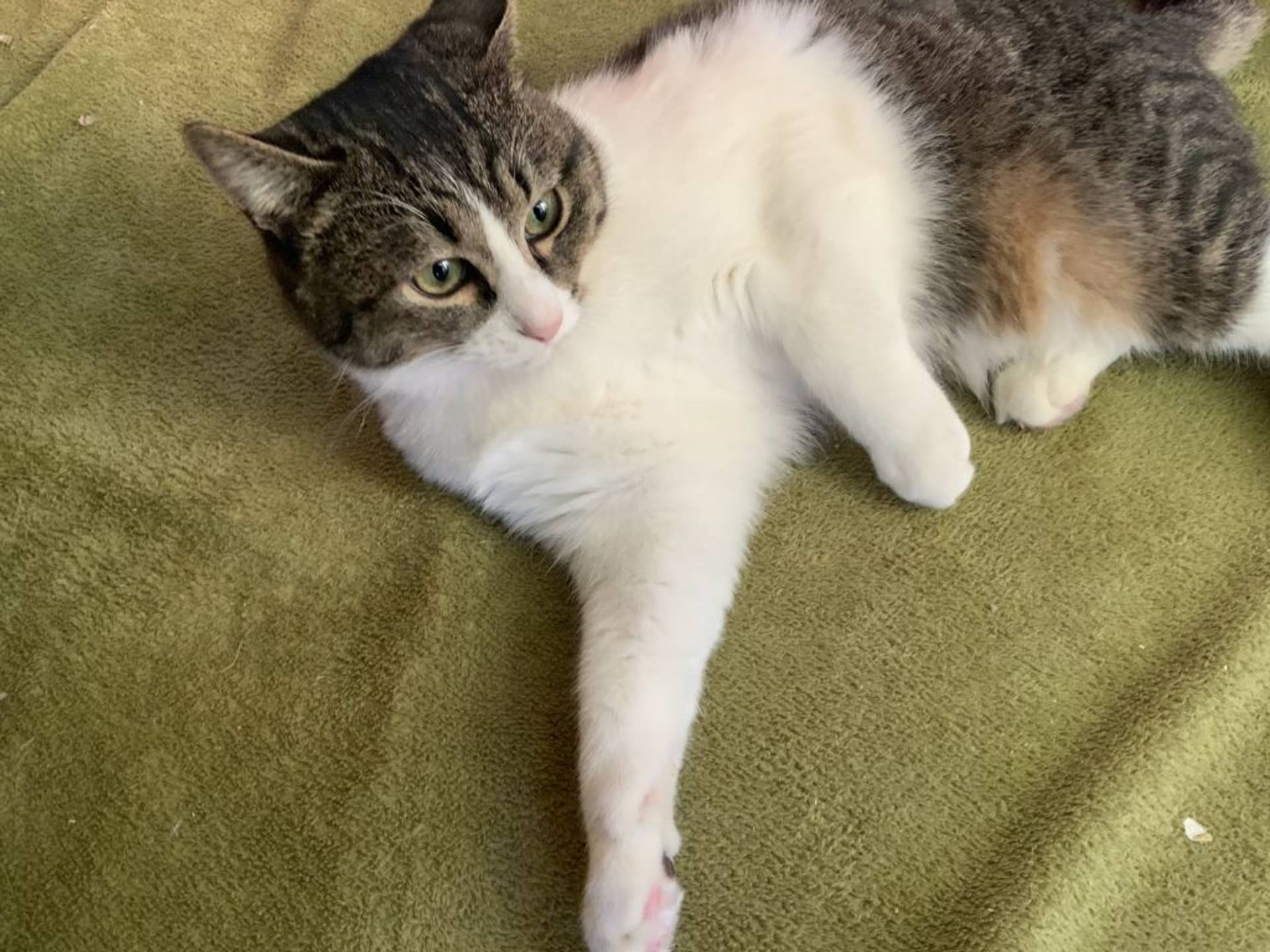雑種（ミックス猫）・オスの里親募集の写真