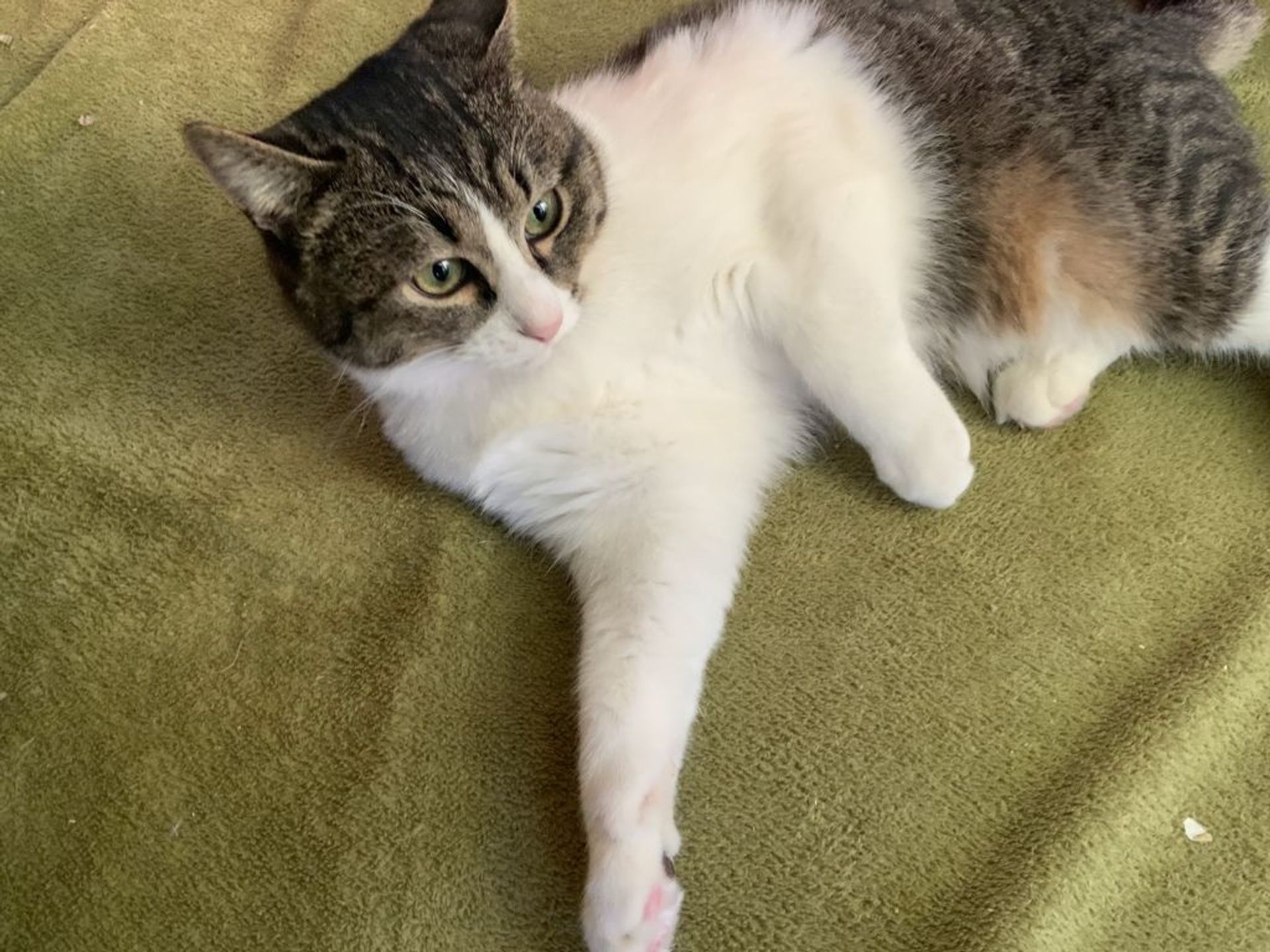 雑種（ミックス猫）・オスの里親募集の写真