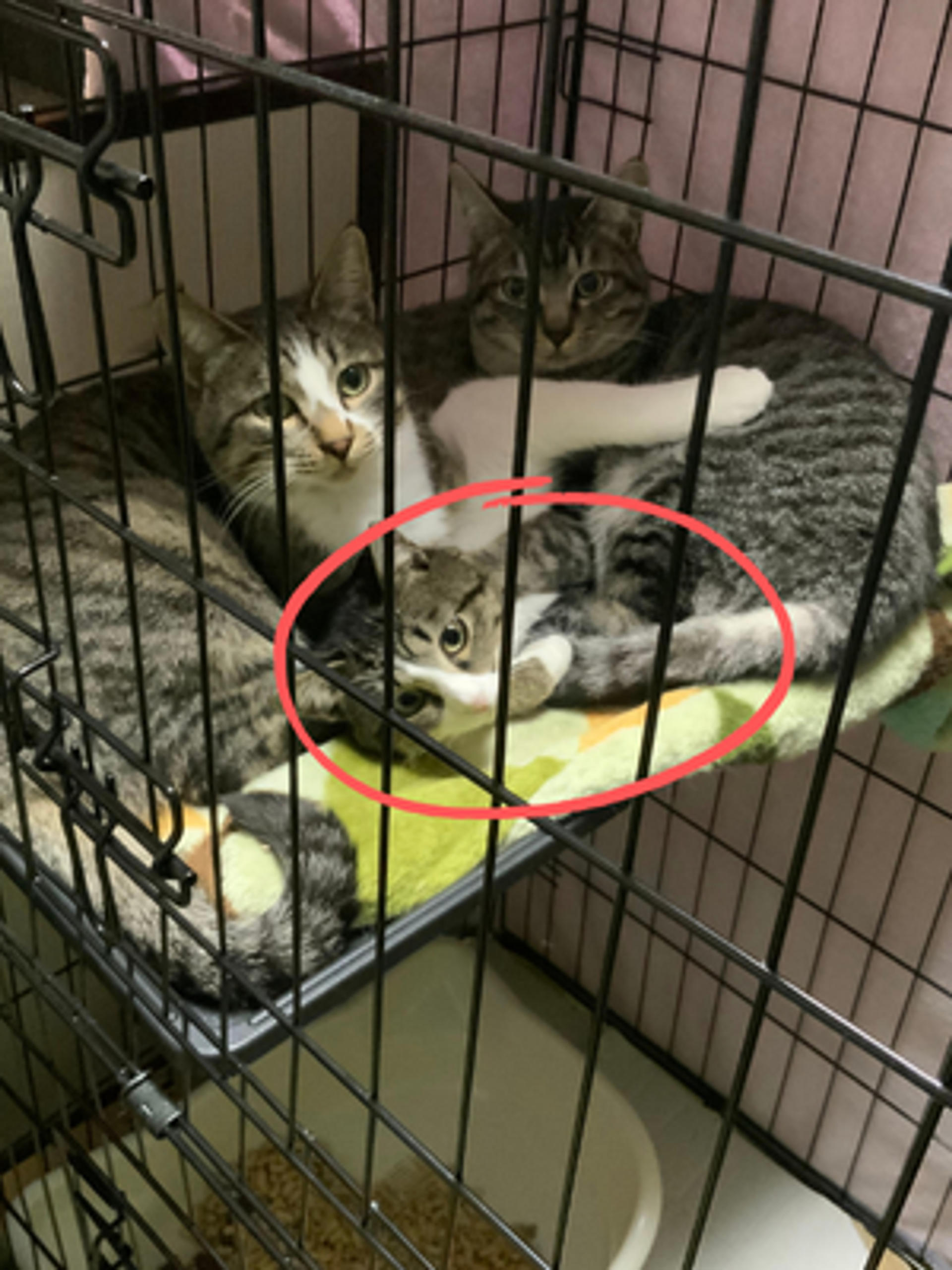 pet-image-2