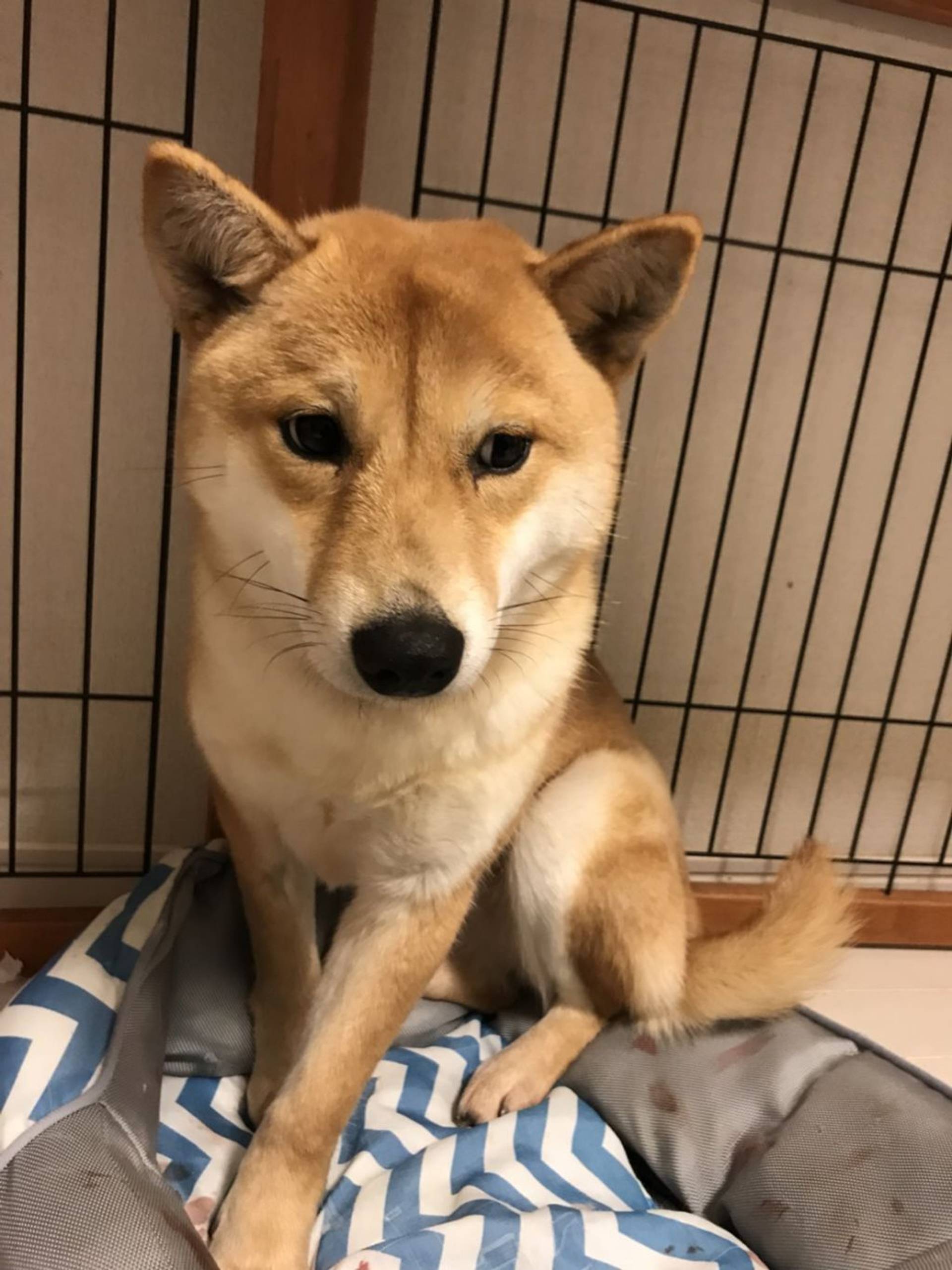 雑種（ミックス犬）・メスの里親募集の写真