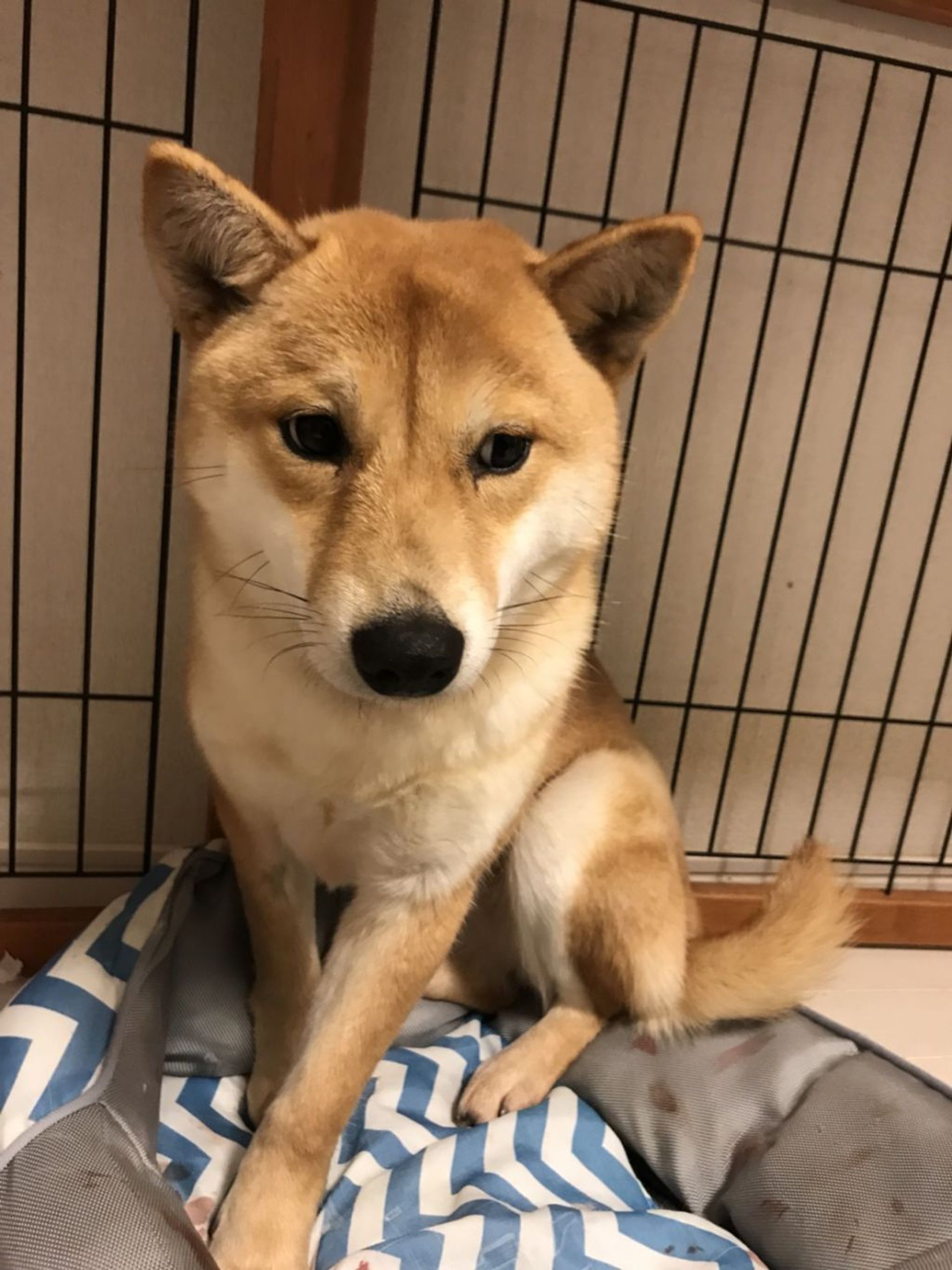 雑種（ミックス犬）・メスの里親募集の写真