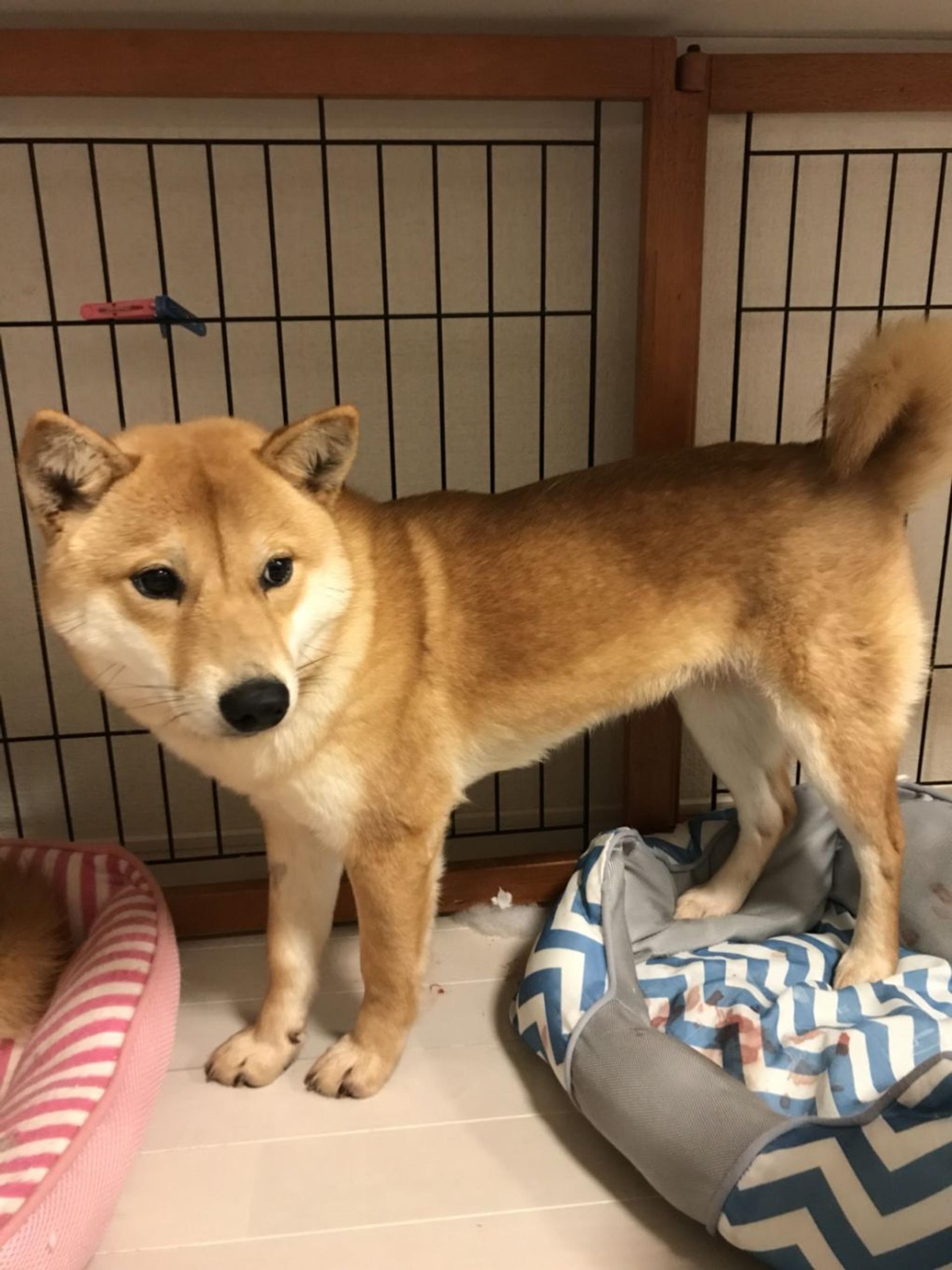 pet-image-3