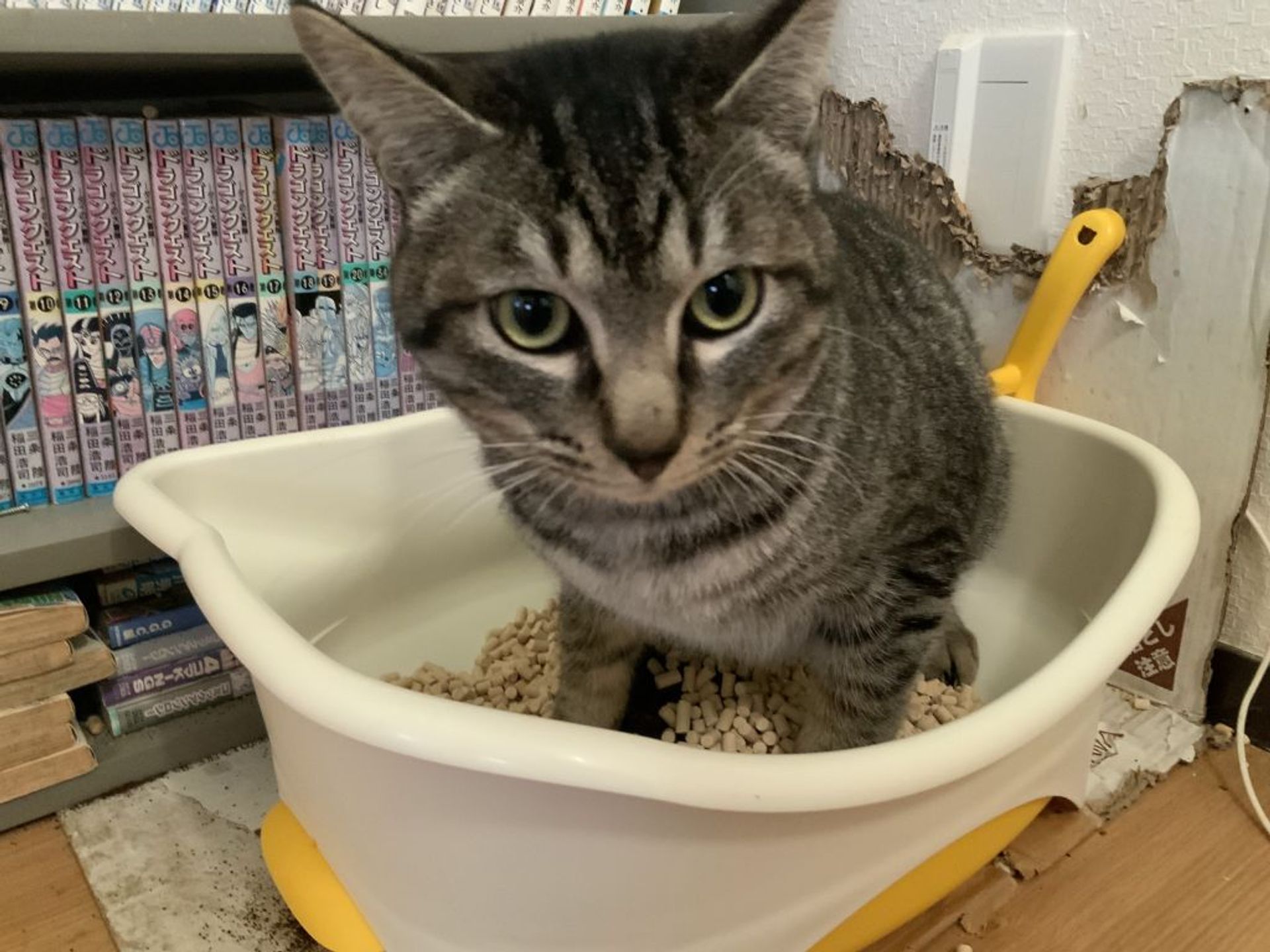 雑種（ミックス猫）・オスの里親募集の写真