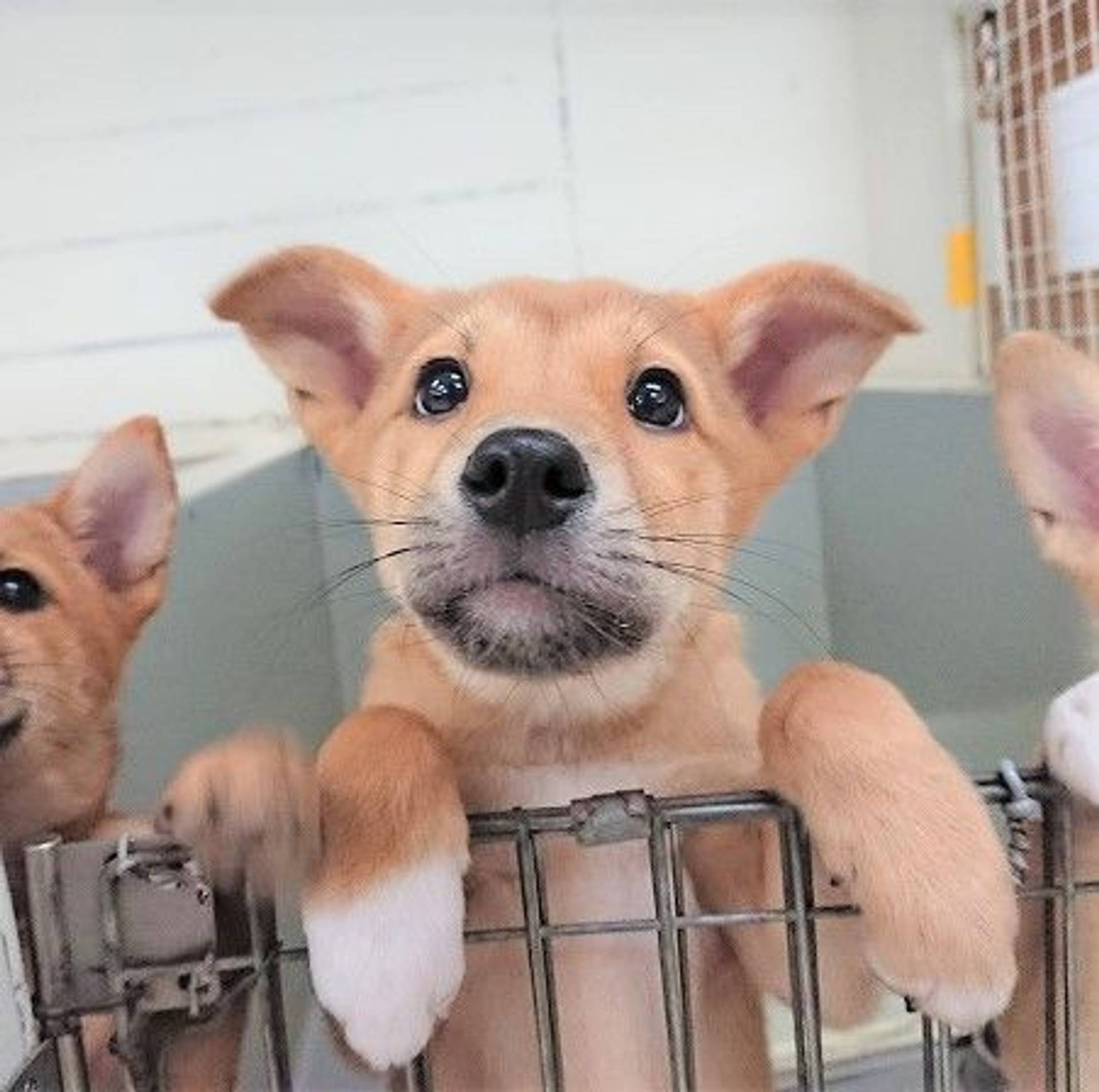 雑種（ミックス犬）・メスの里親募集の写真