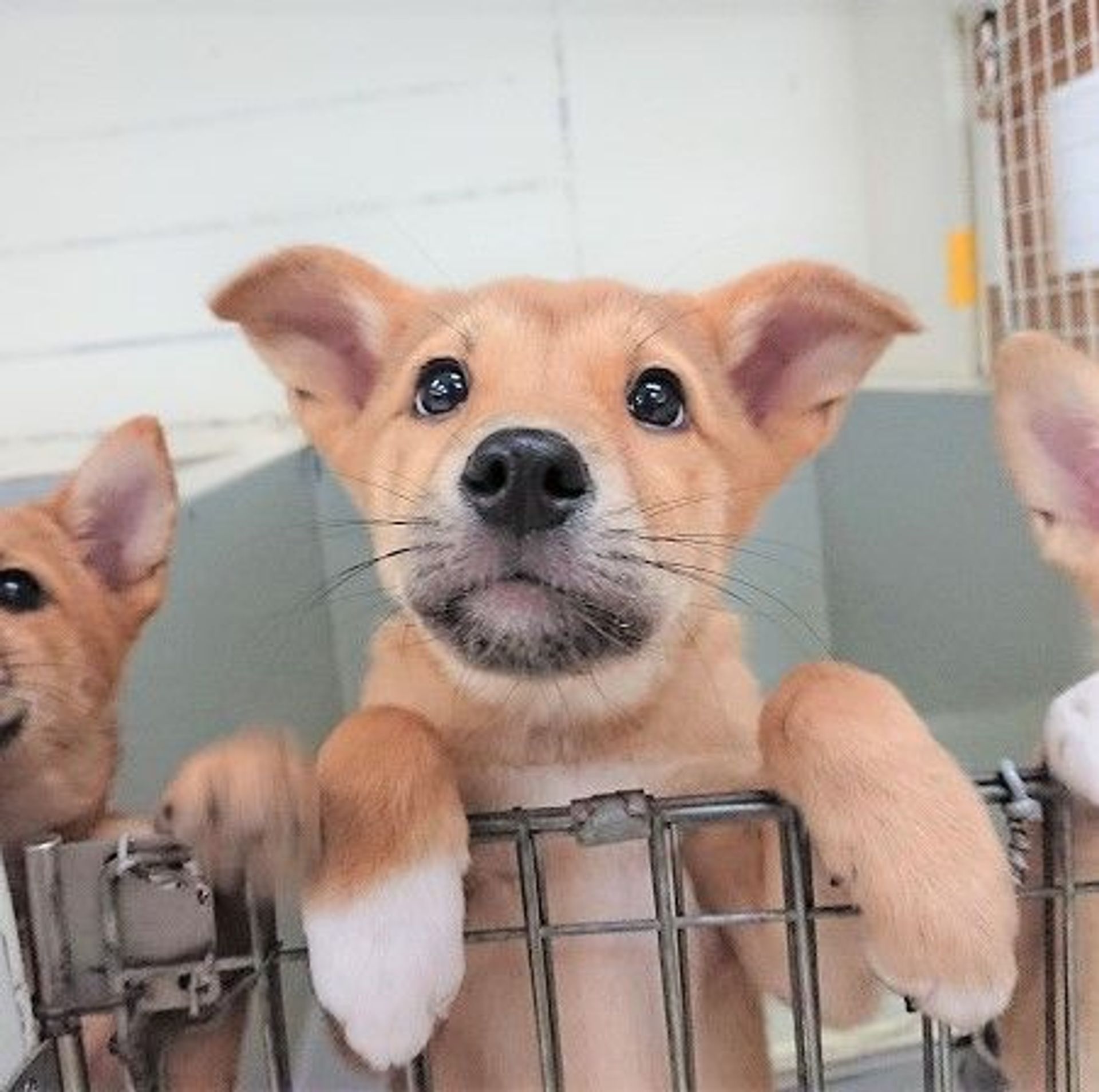 雑種（ミックス犬）・メスの里親募集の写真