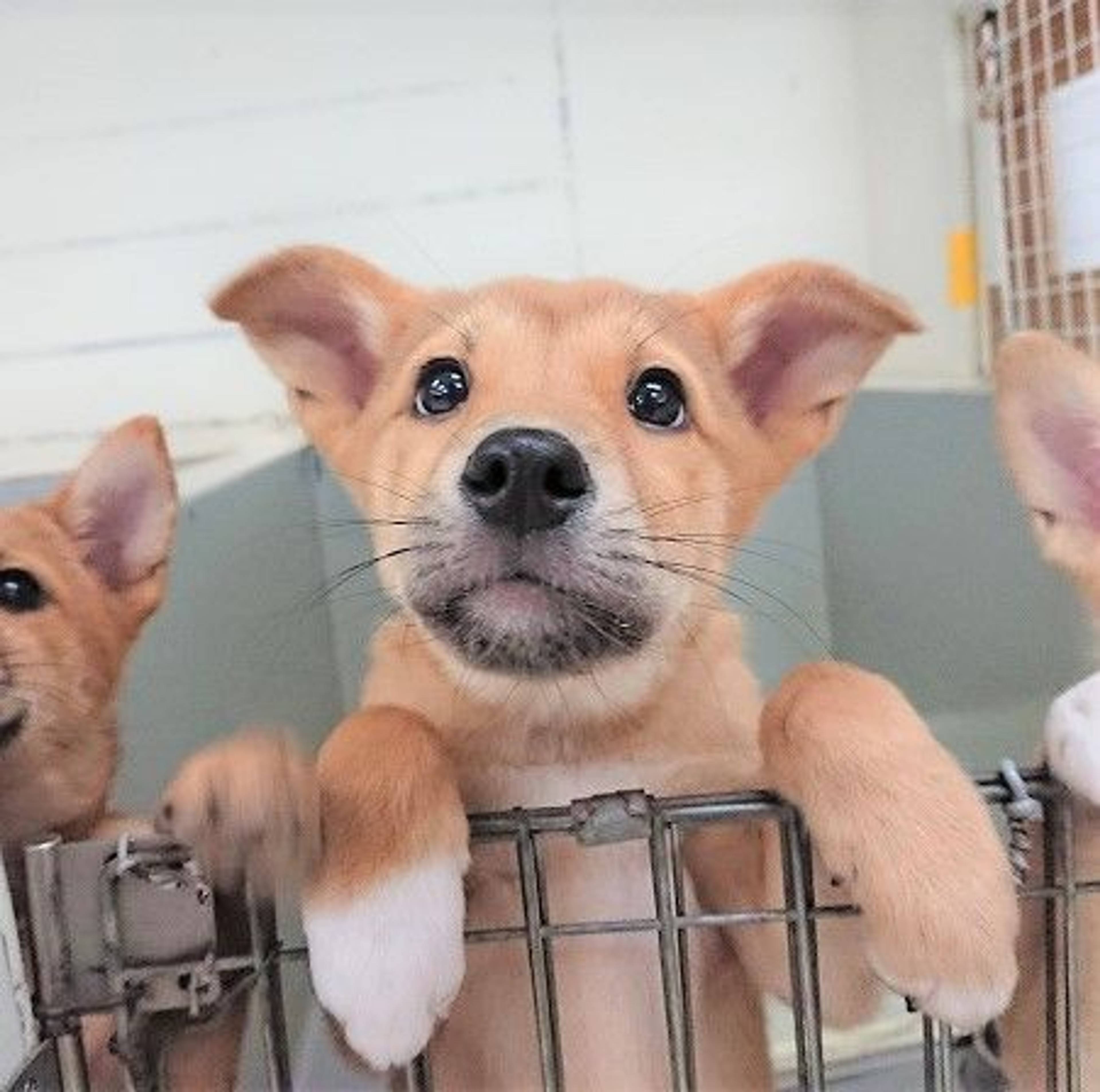 雑種（ミックス犬）・メスの里親募集の写真