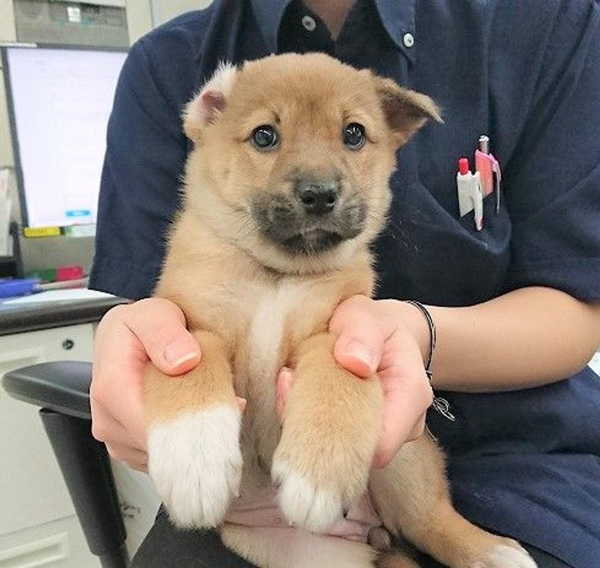 pet-image-3