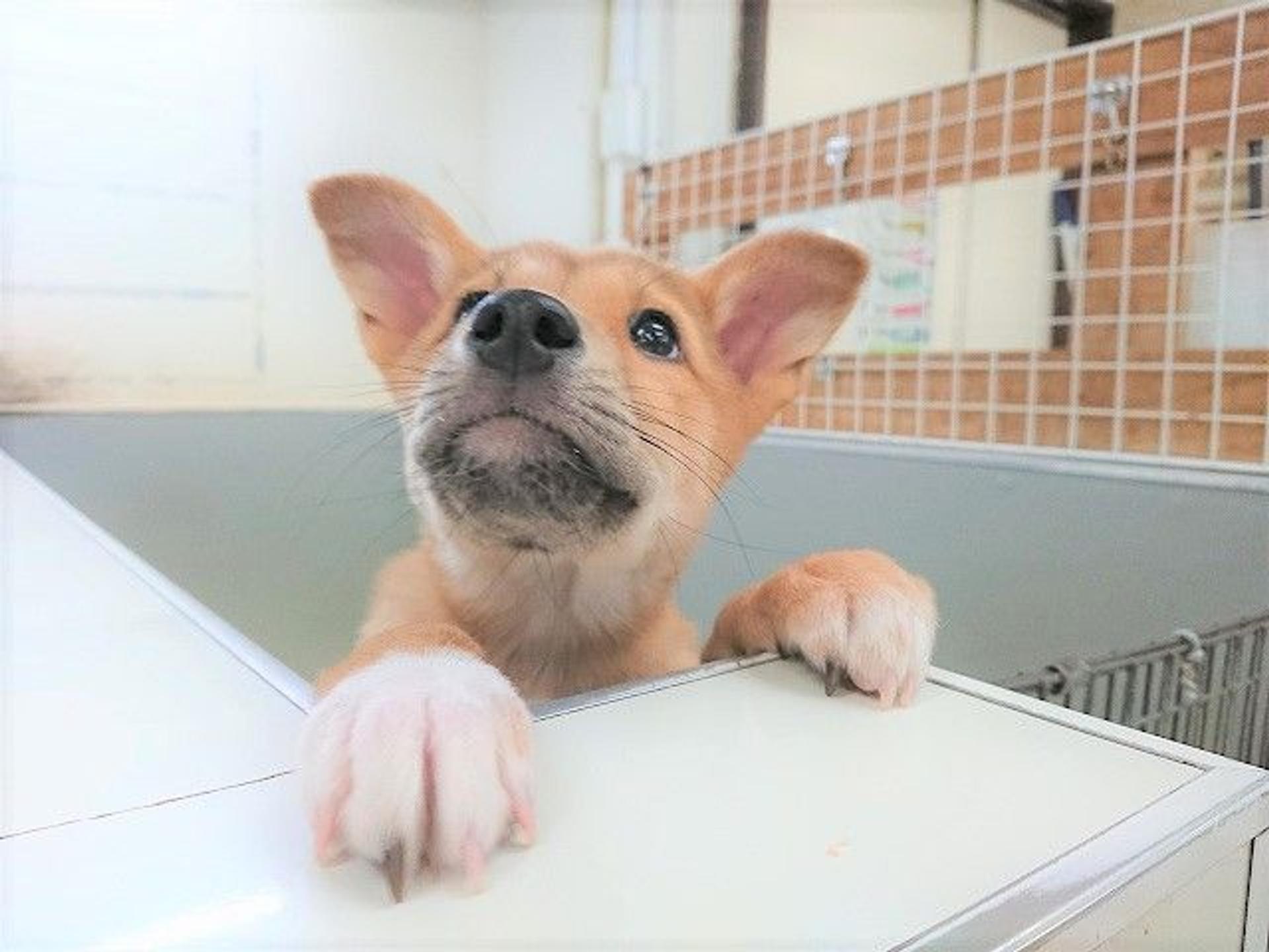 pet-image-5