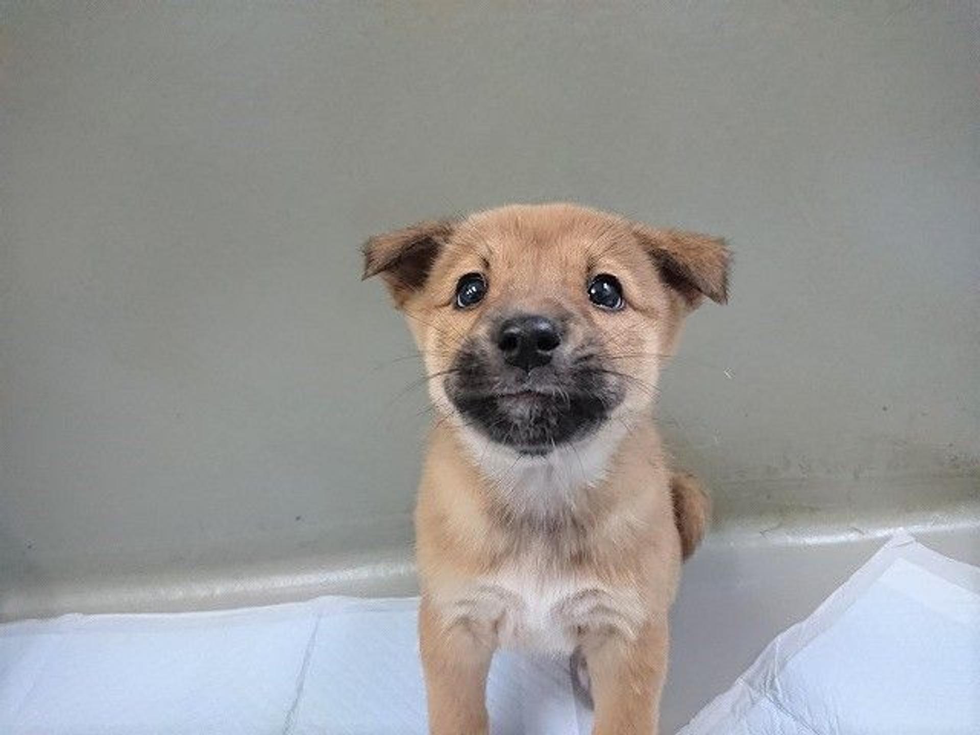 pet-image-6