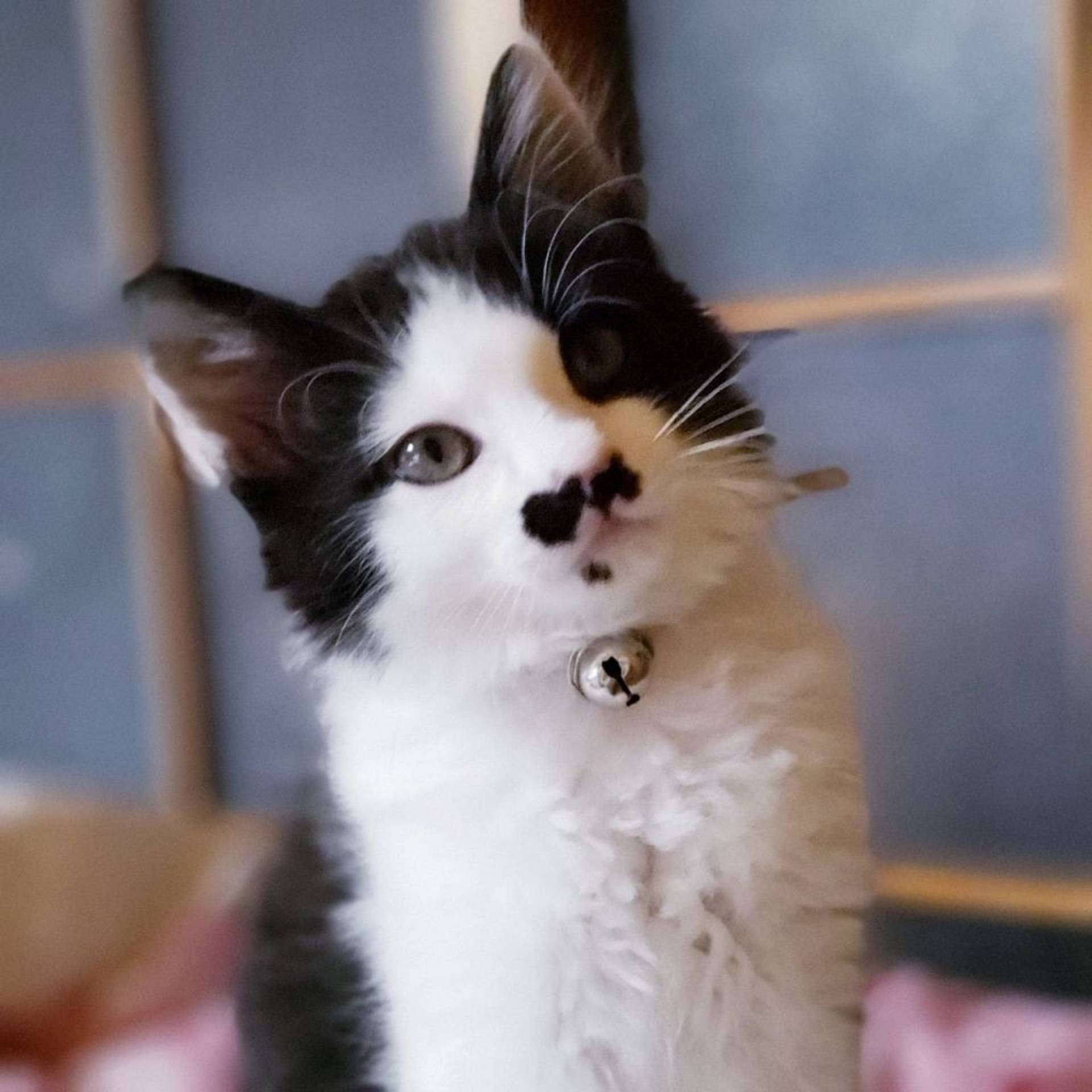 雑種（ミックス猫）・オスの里親募集の写真