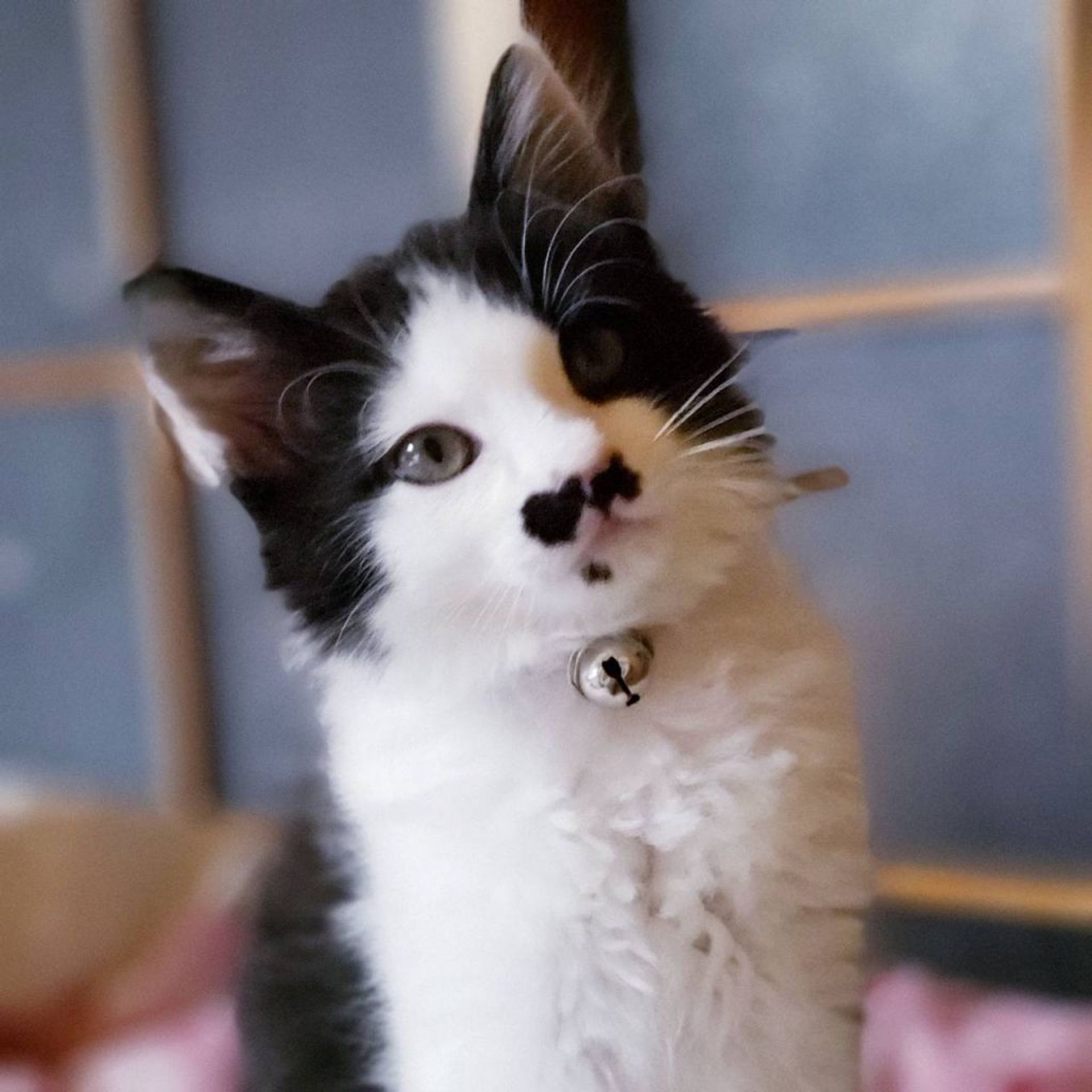 雑種（ミックス猫）・オスの里親募集の写真