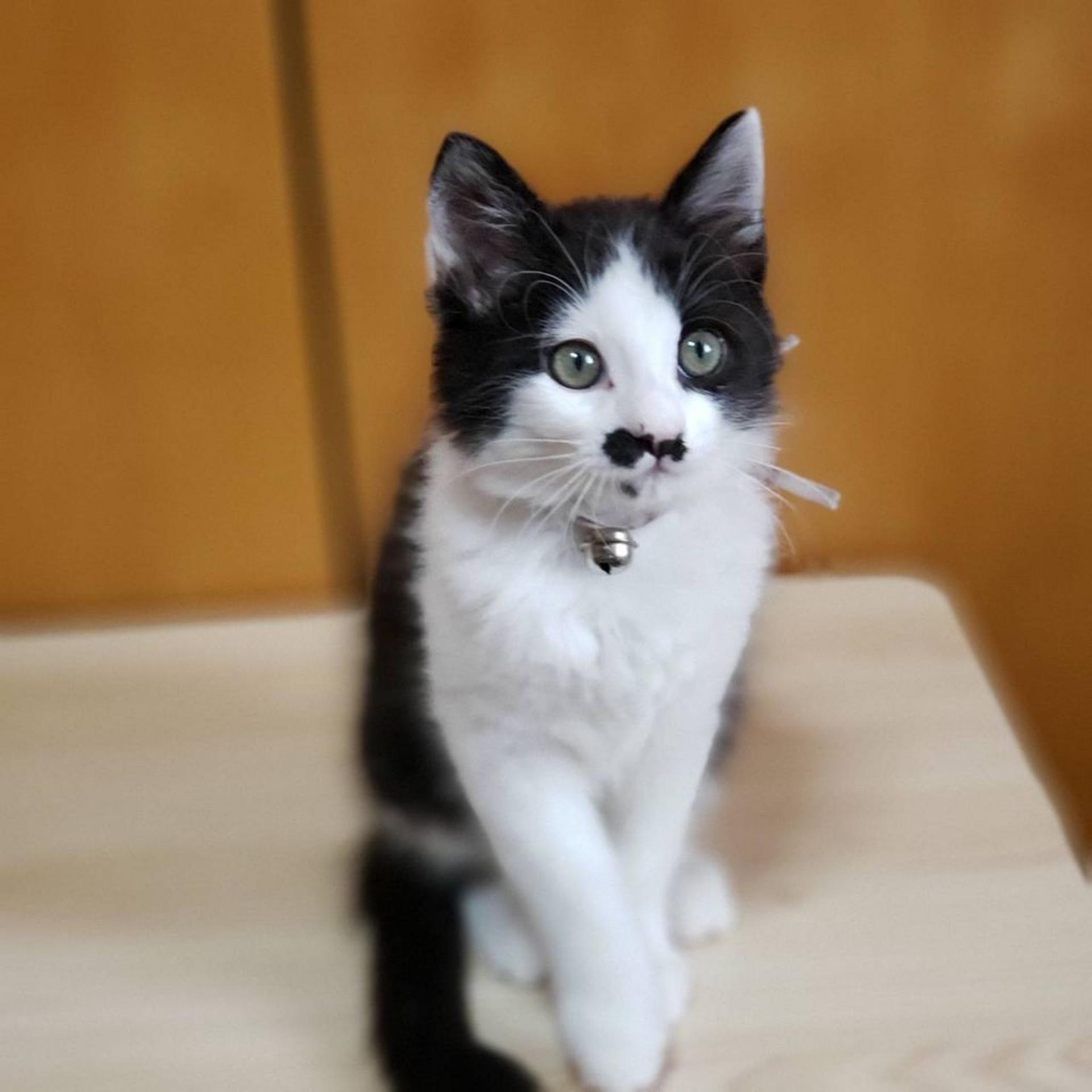 pet-image-3