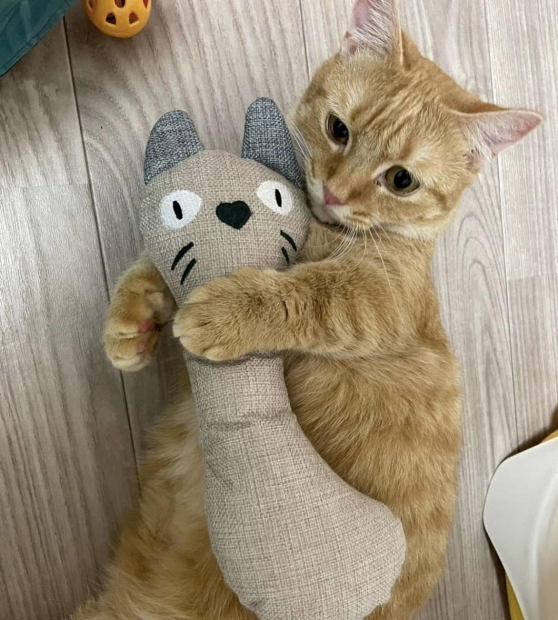 pet-image-3