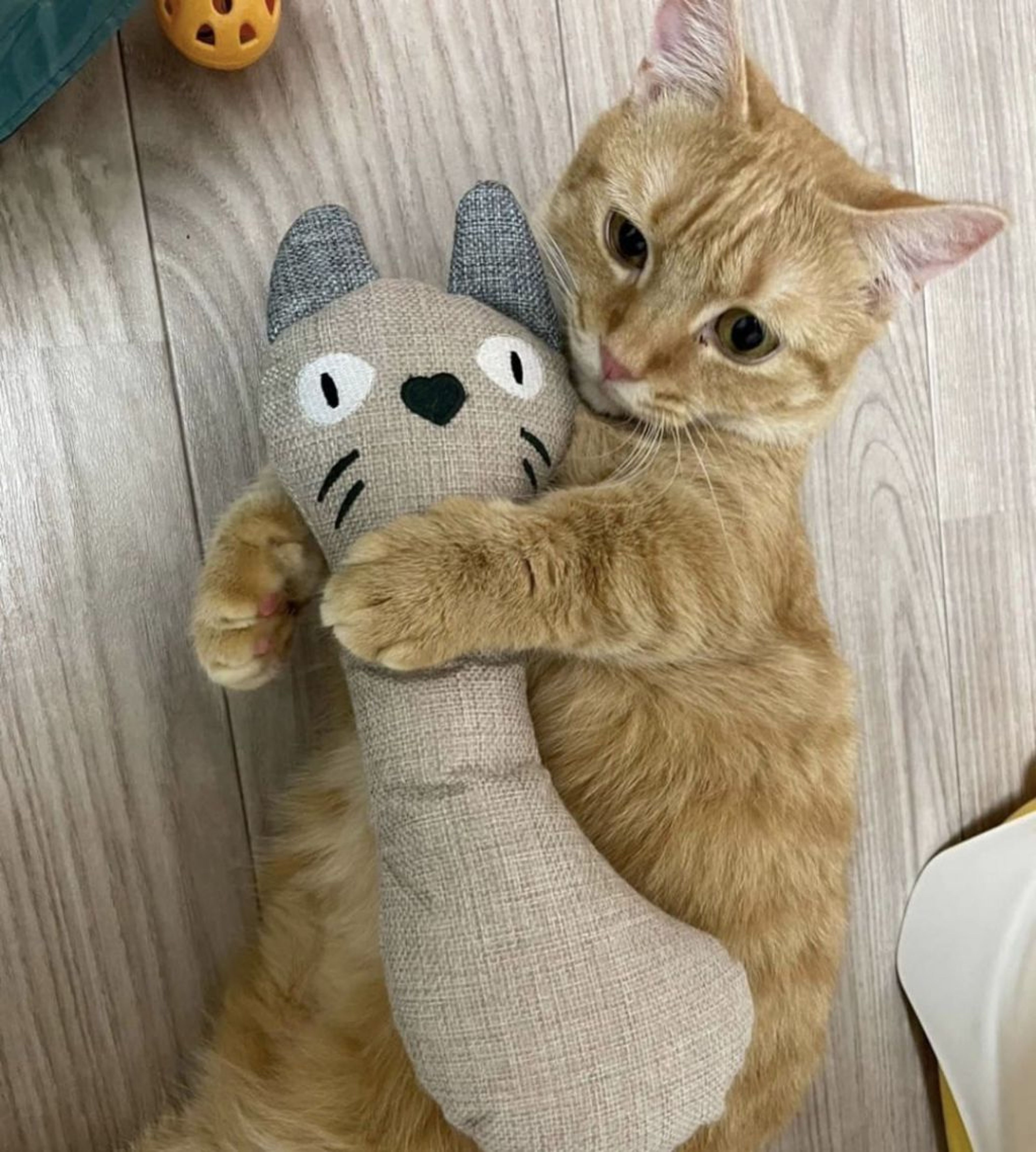 pet-image-3