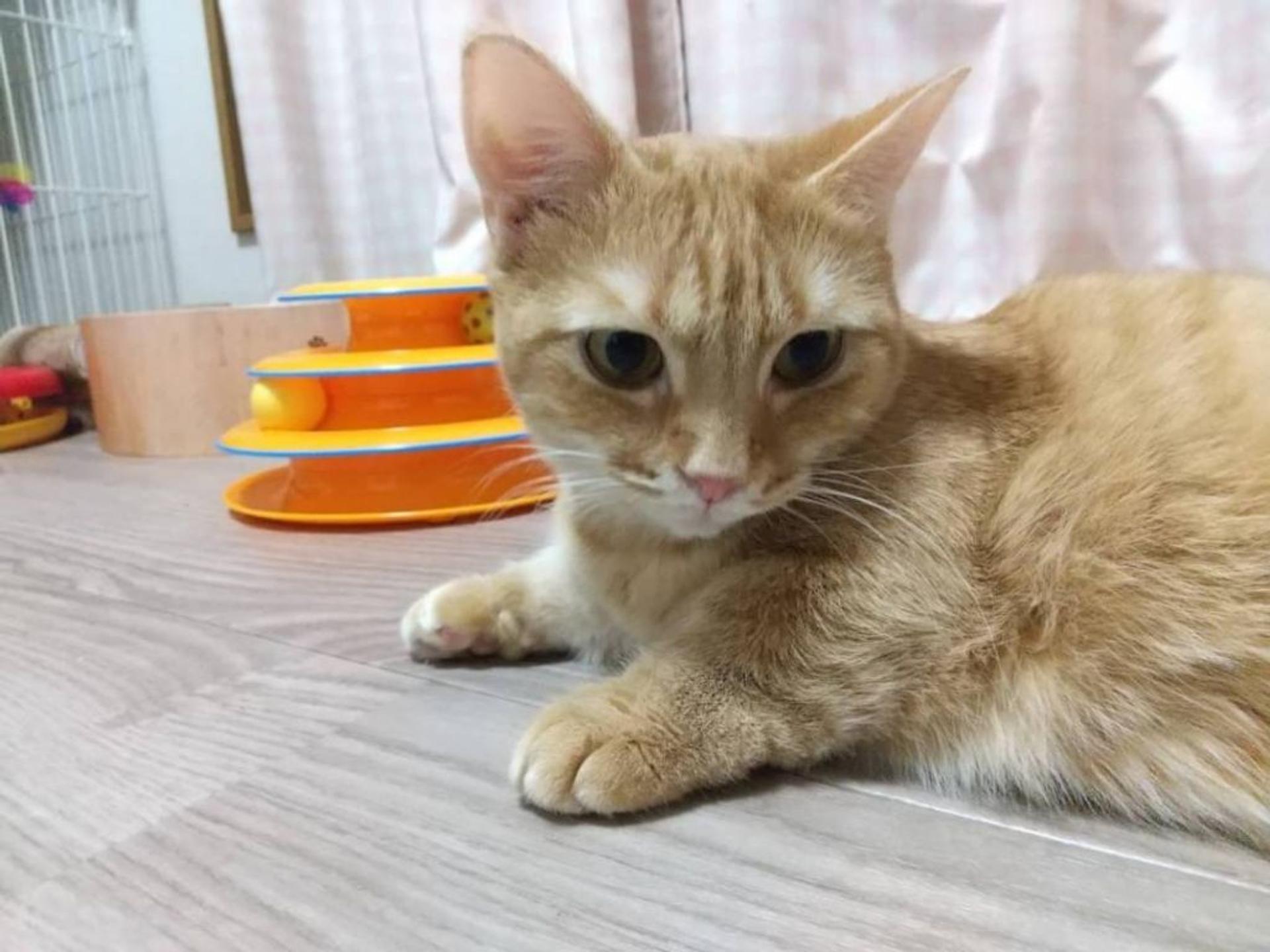 pet-image-5