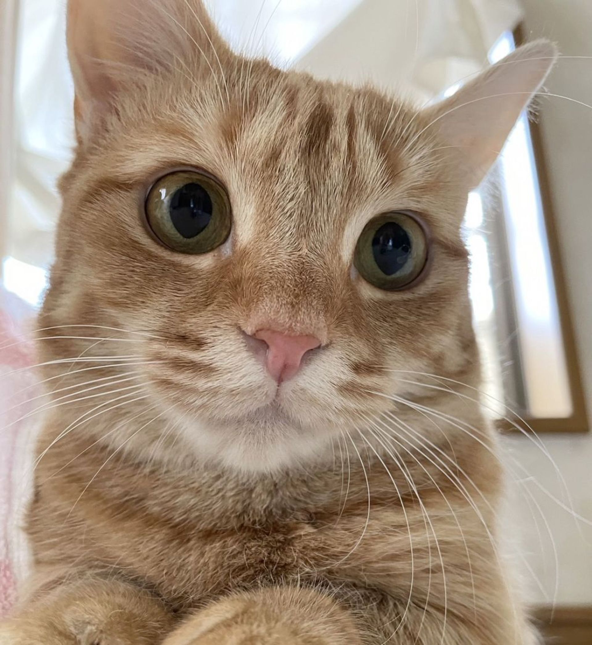 マンチカン・メスの里親募集の写真