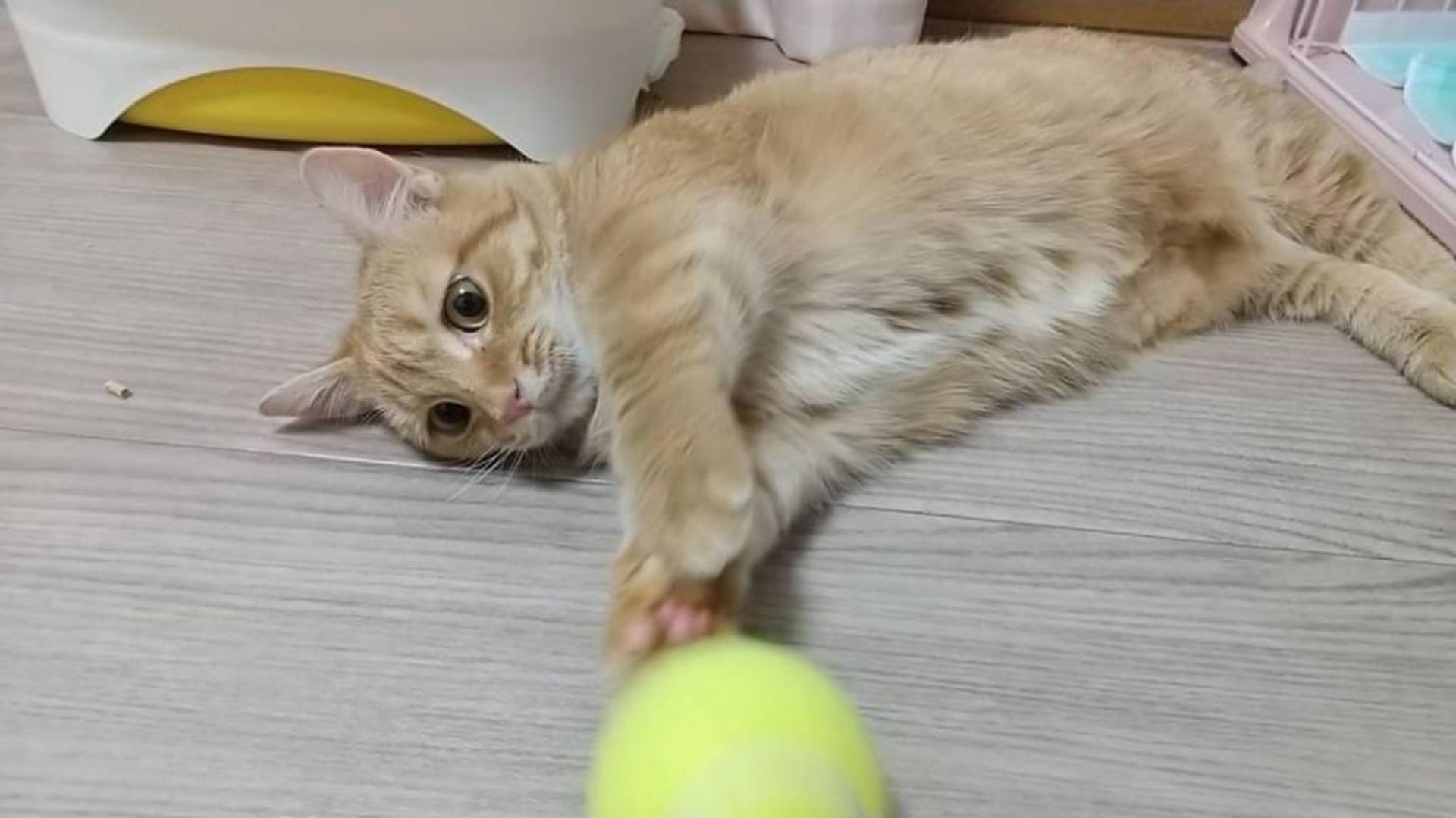 pet-image-2