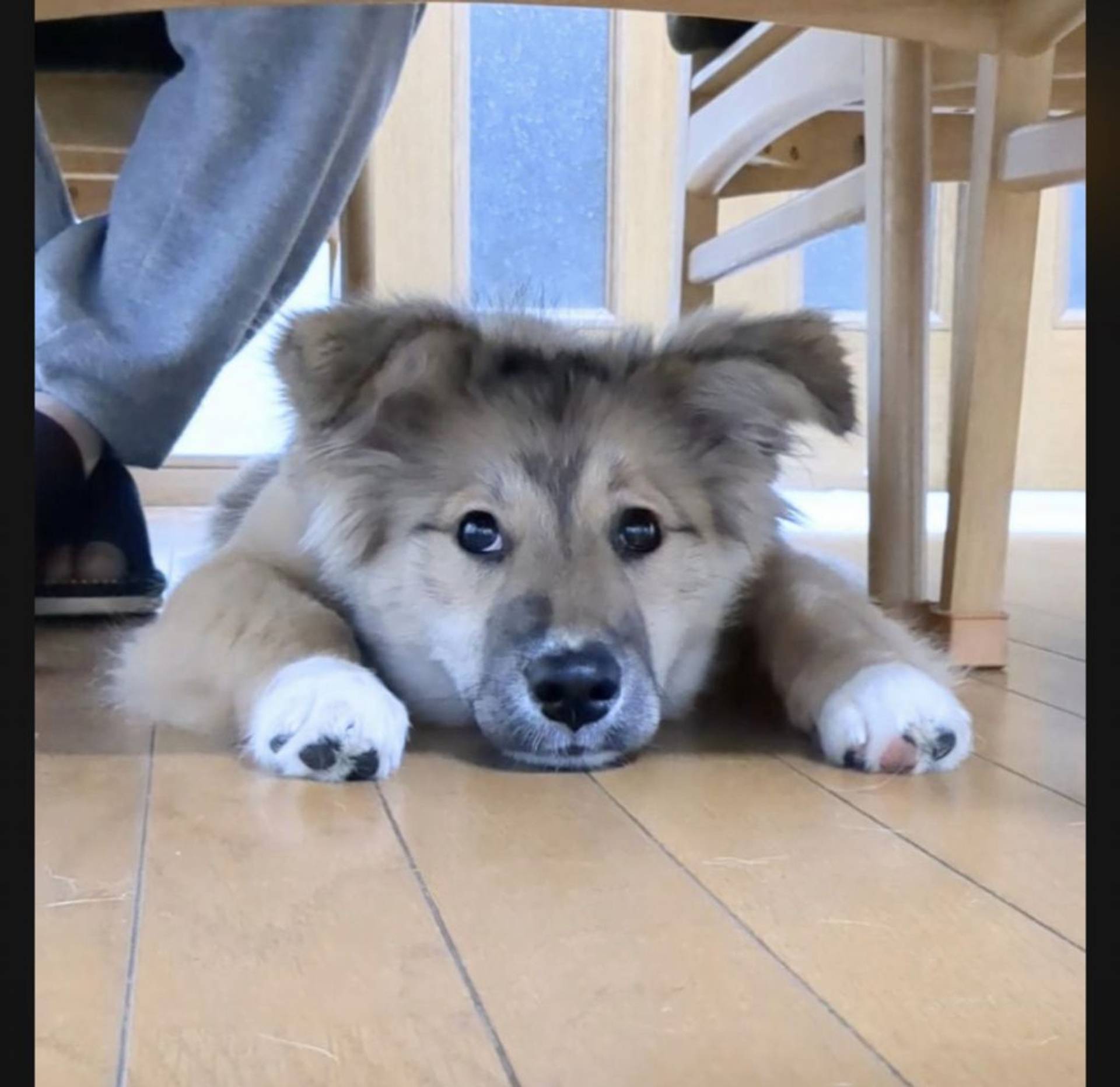 雑種（ミックス犬）・メスの里親募集の写真
