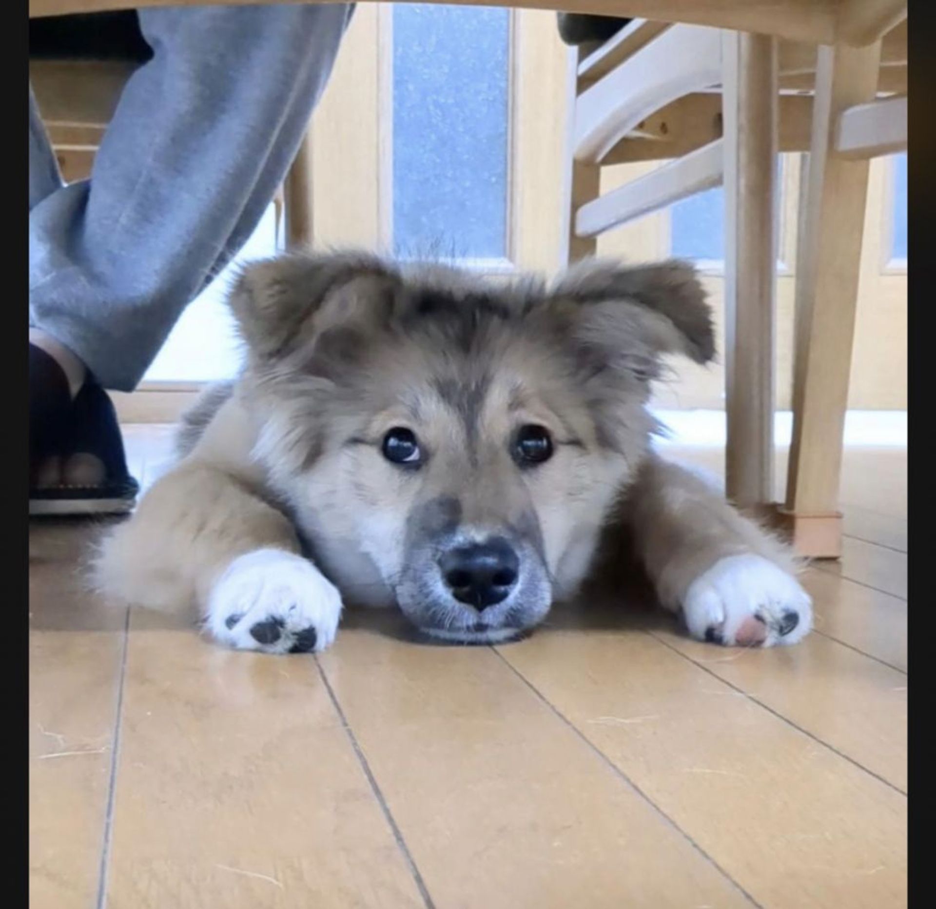 雑種（ミックス犬）・メスの里親募集の写真