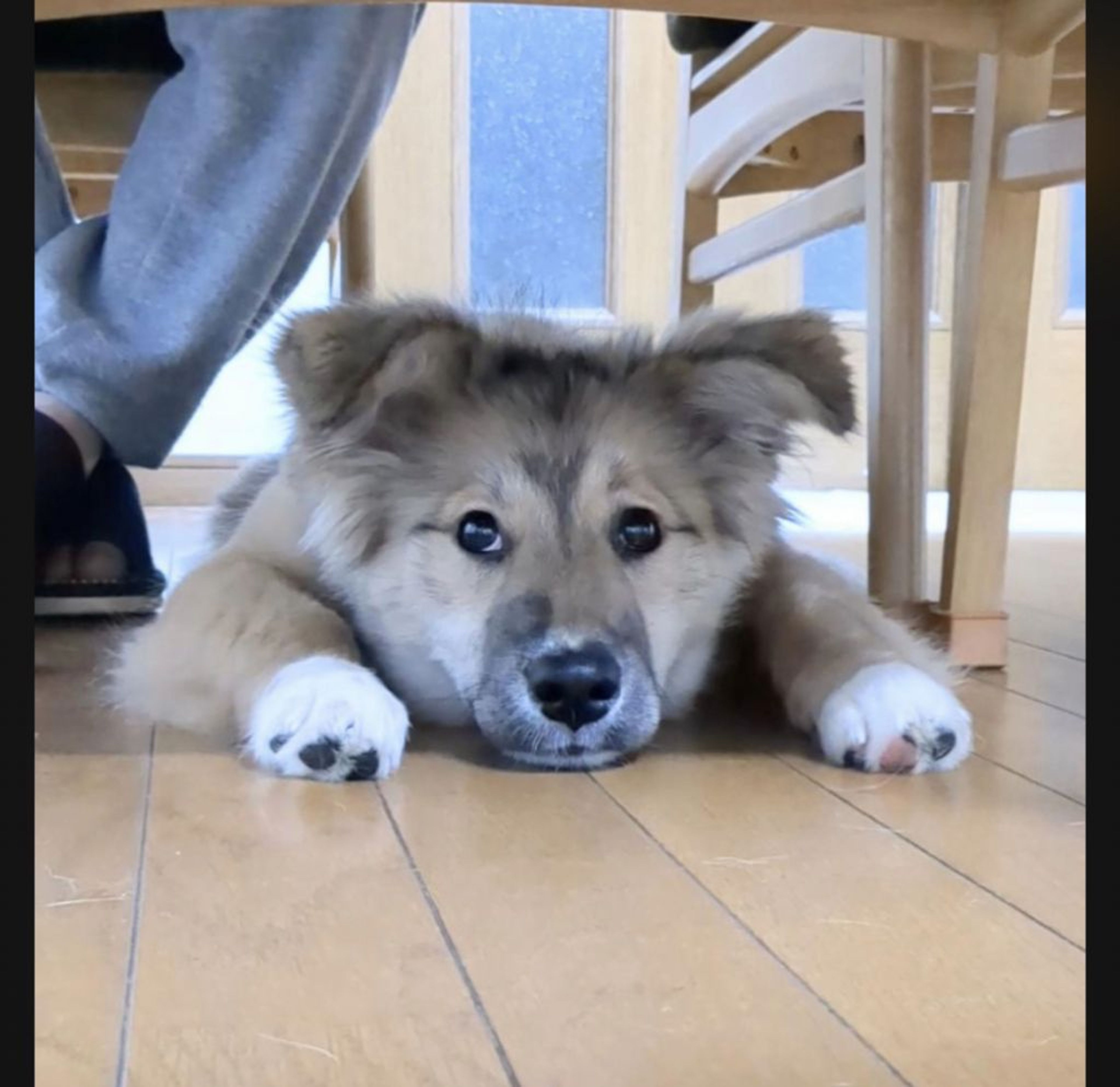 雑種（ミックス犬）・メスの里親募集の写真