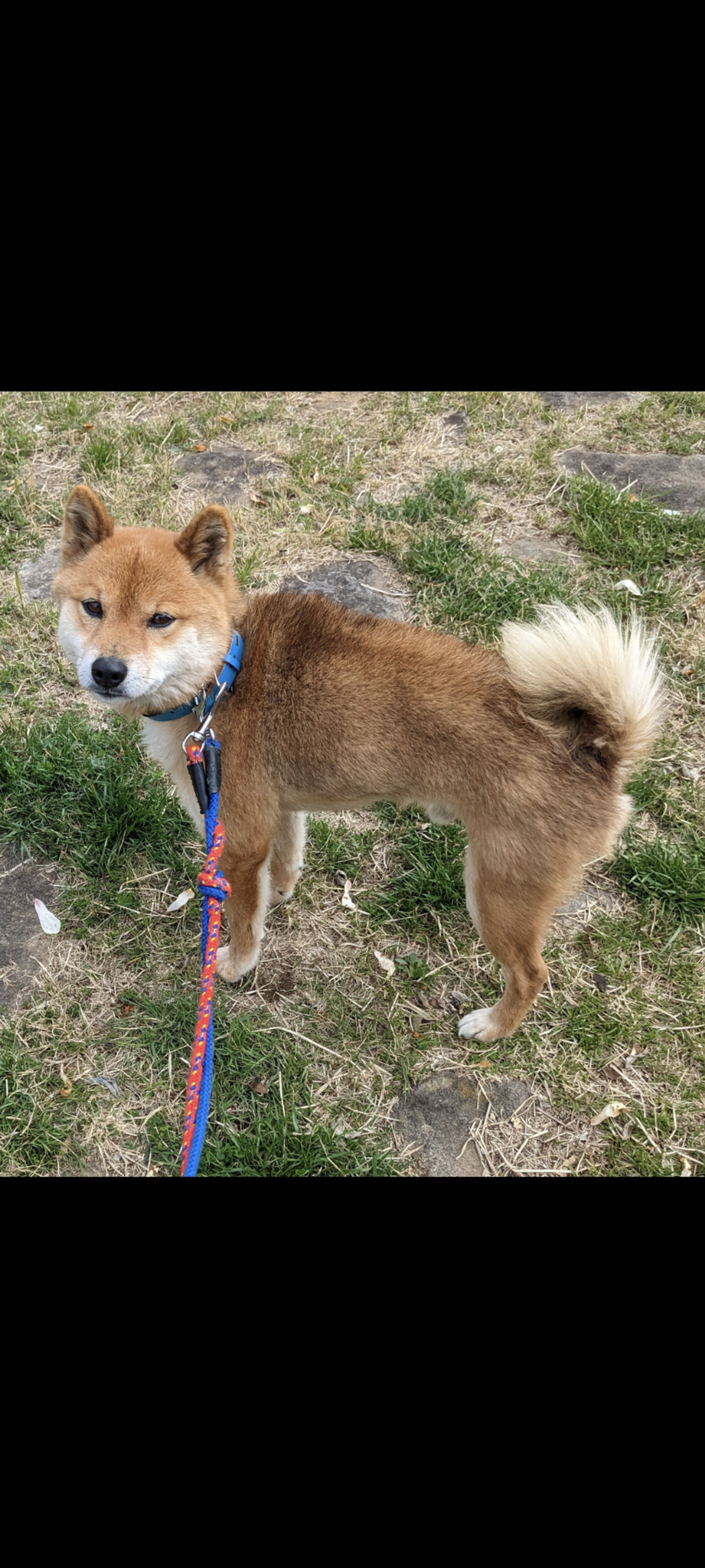 柴犬・オスの里親募集の写真