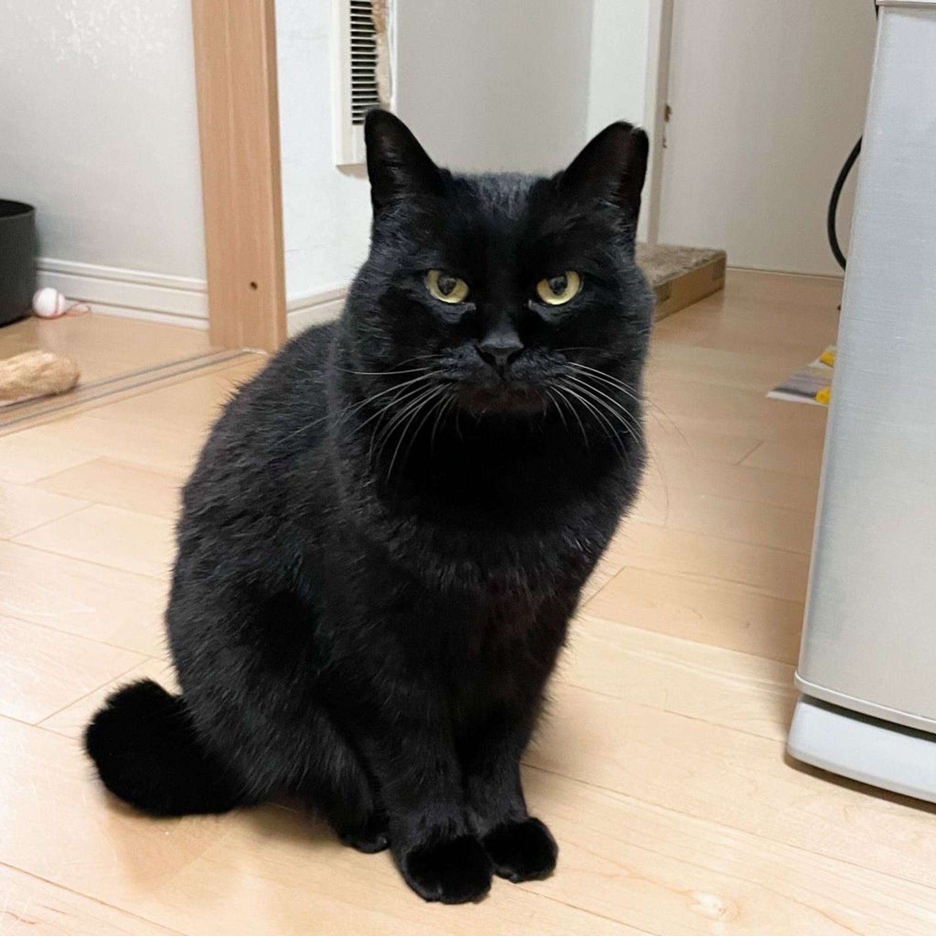 雑種（ミックス猫）・メスの里親募集の写真