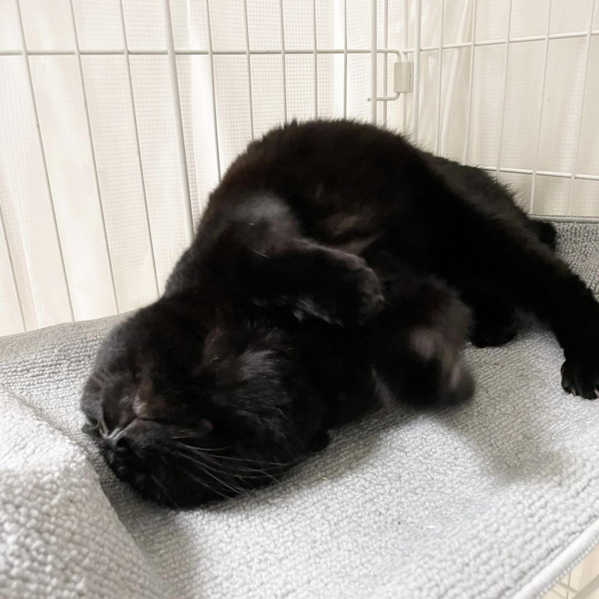 pet-image-2