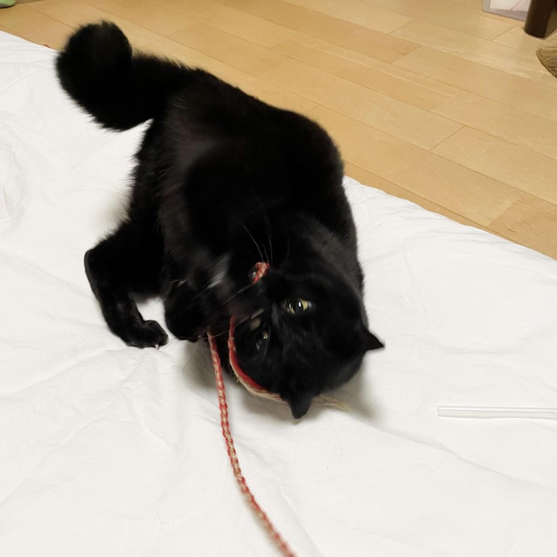 pet-image-7