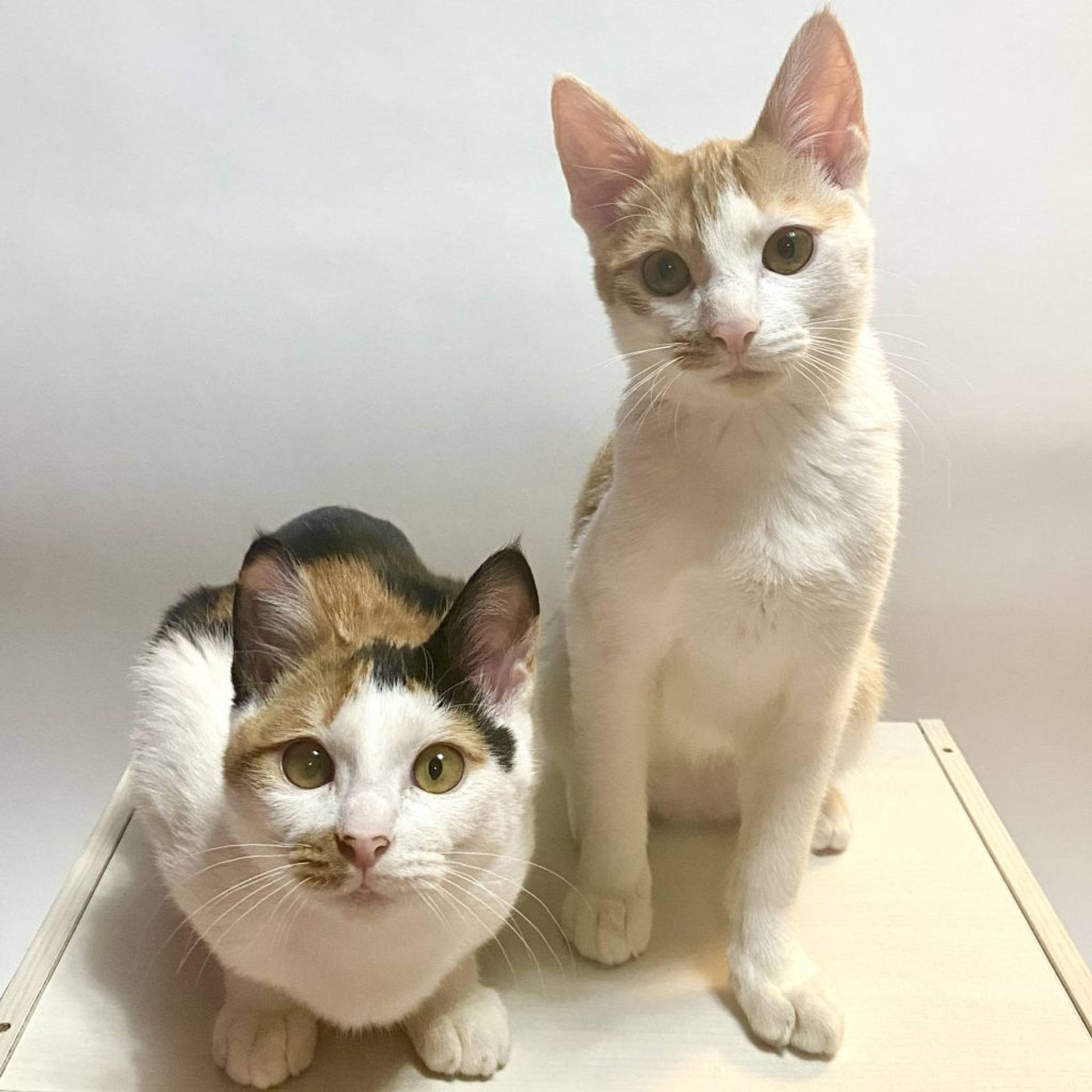 雑種（ミックス猫）・メスの里親募集の写真